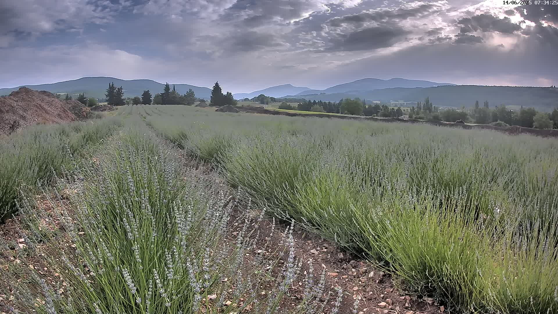 Sault - Pied du Ventoux Plant Field Panaromic Live Cam - Carpentras, Vaucluse, Provence-Alpes-Cote d’Azur, France