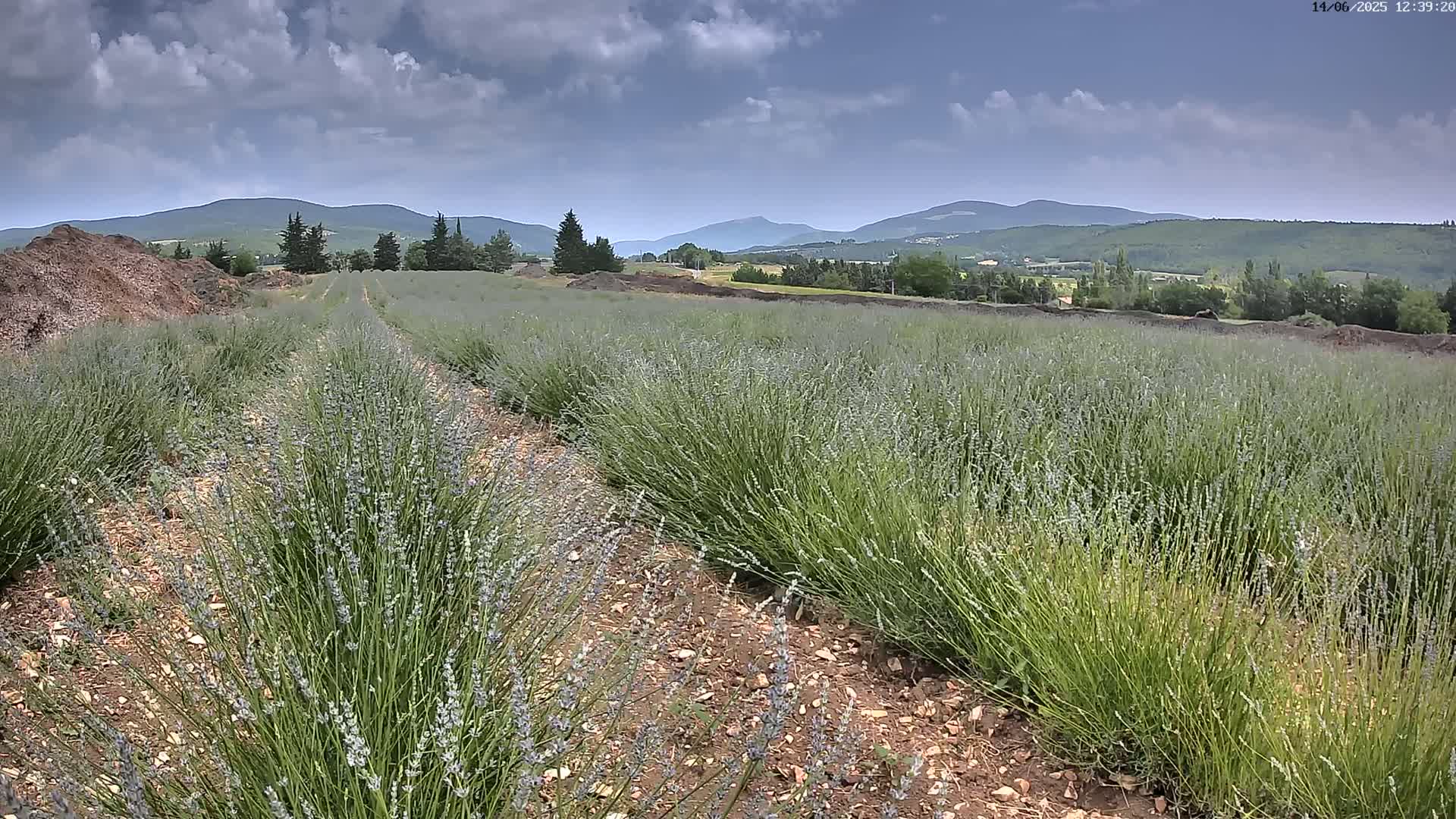 Rows of lavender plants stretch toward a distant mountain range under a partly cloudy sky.