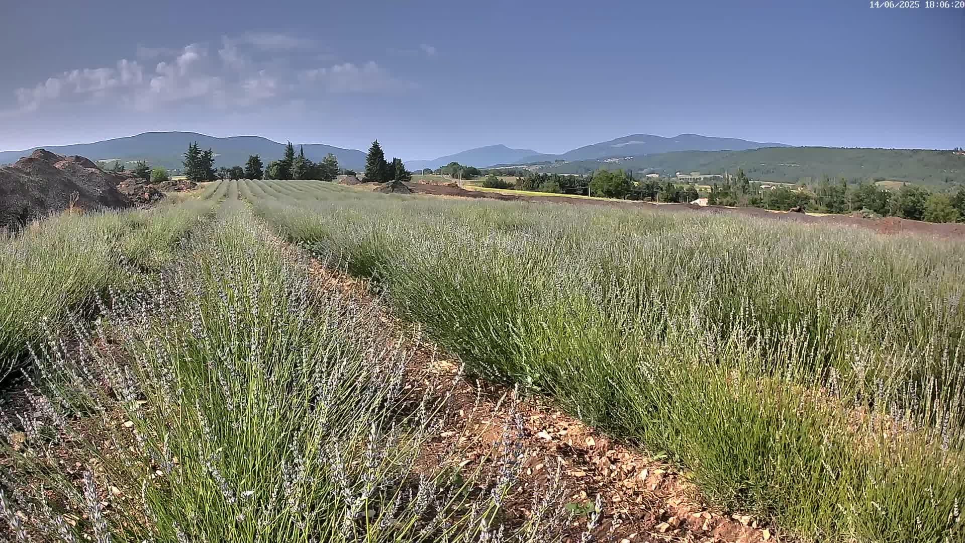 Rows of lavender plants stretch across a field under a mostly clear sky, with mountains visible in the distance.