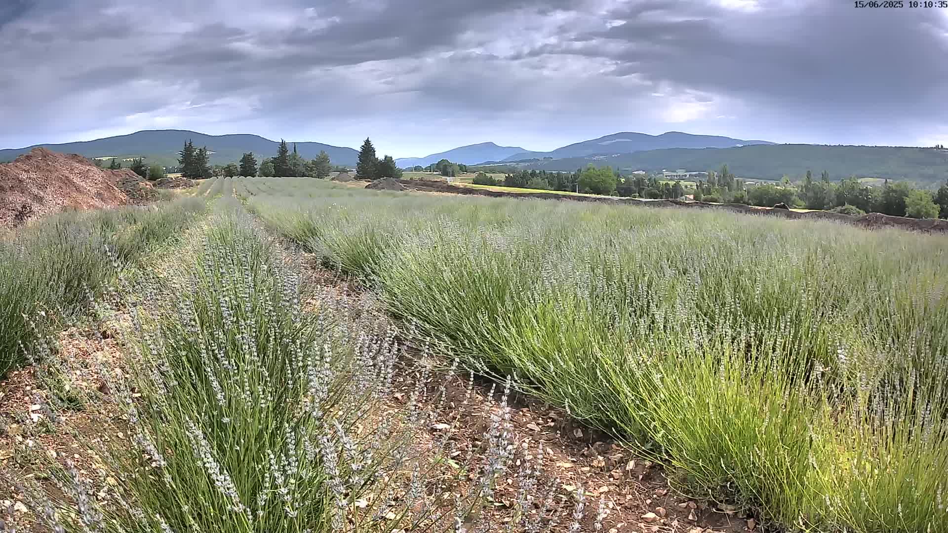 Rows of lavender plants stretch across a field under a cloudy sky, with mountains visible in the distance.