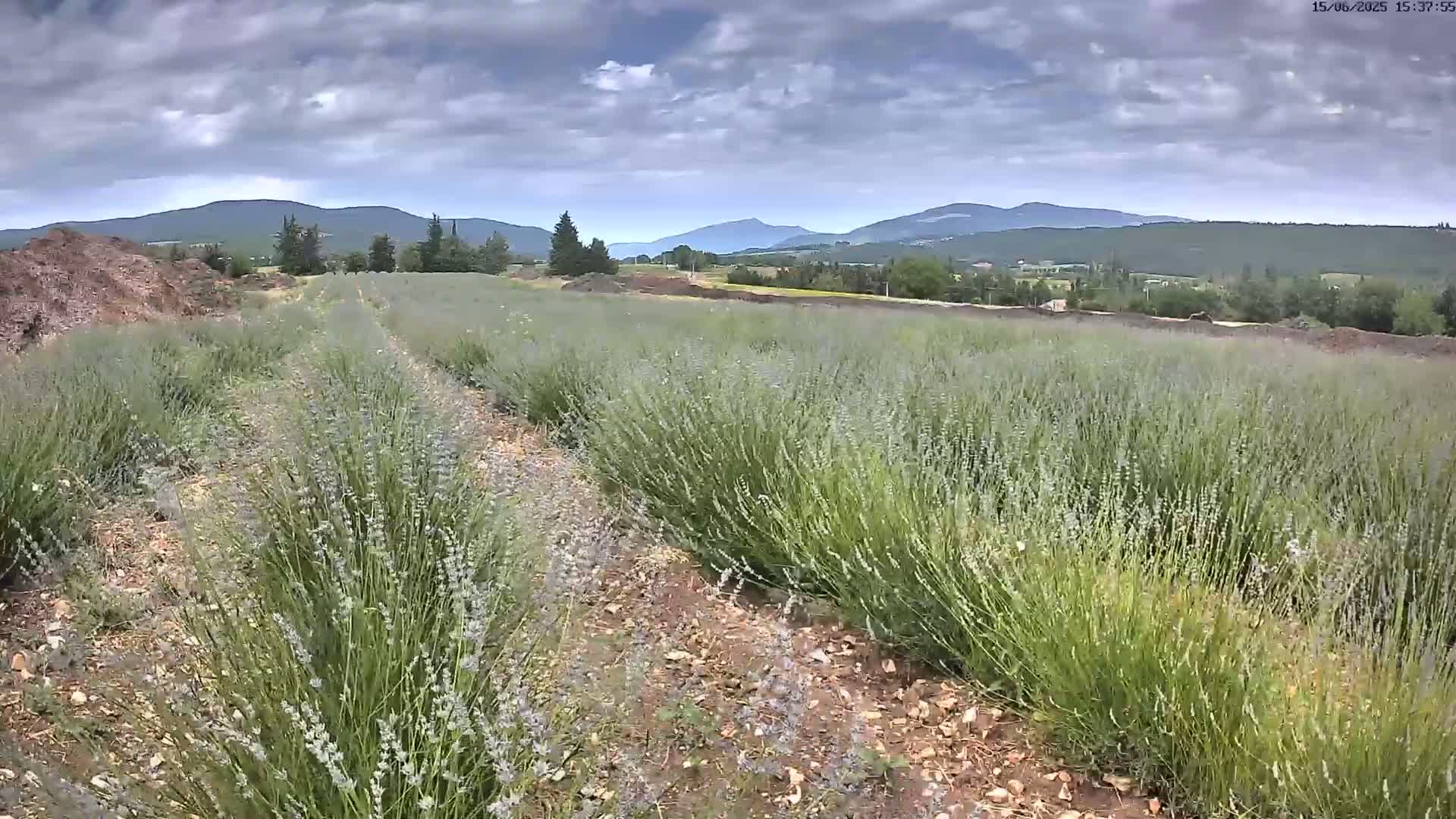 Rows of lavender plants stretch across a field under a partly cloudy sky, with mountains visible in the distance.