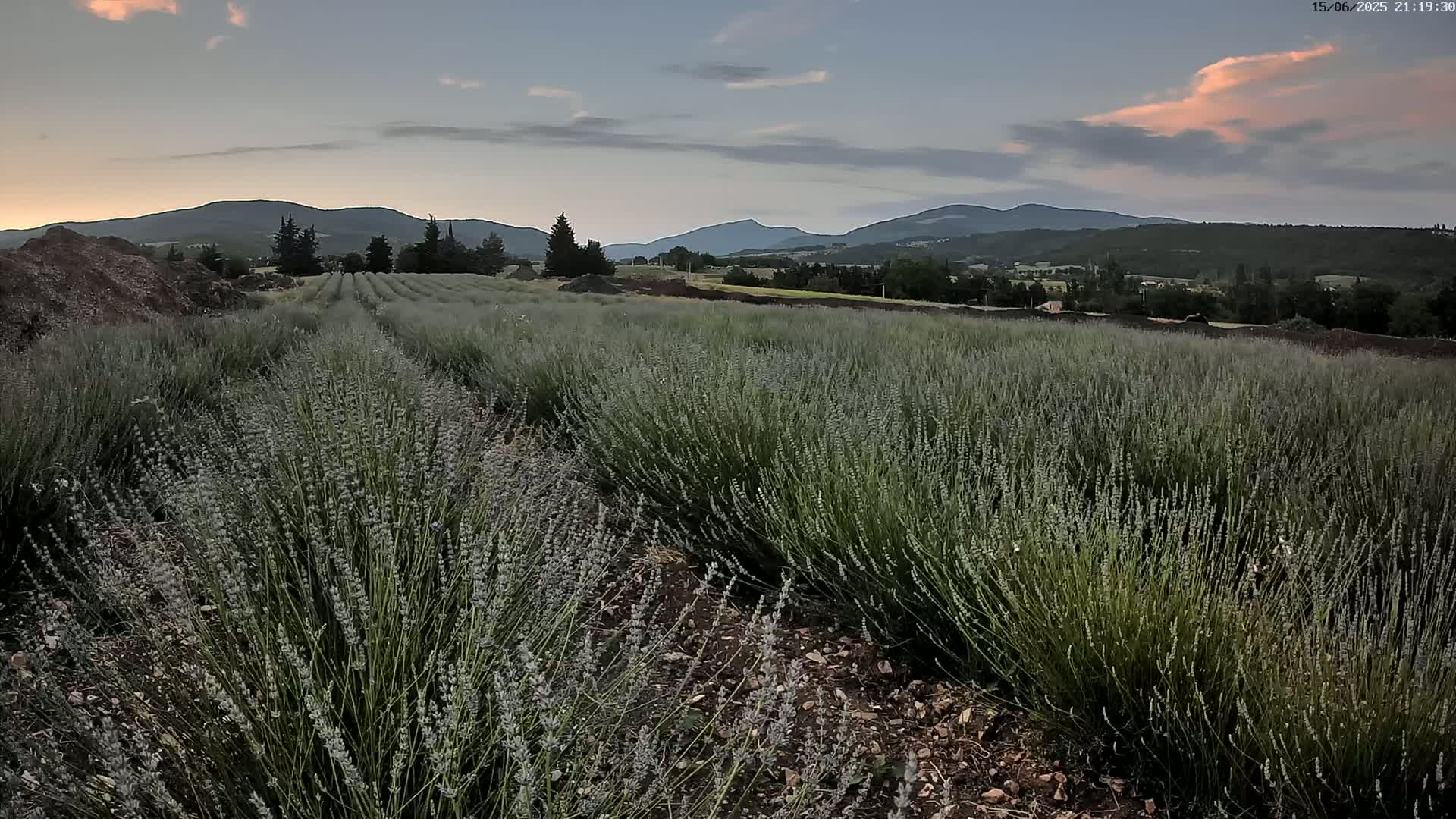 Sault - Pied du Ventoux Plant Field Panaromic Live Cam - Carpentras, Vaucluse, Provence-Alpes-Cote d’Azur, France
