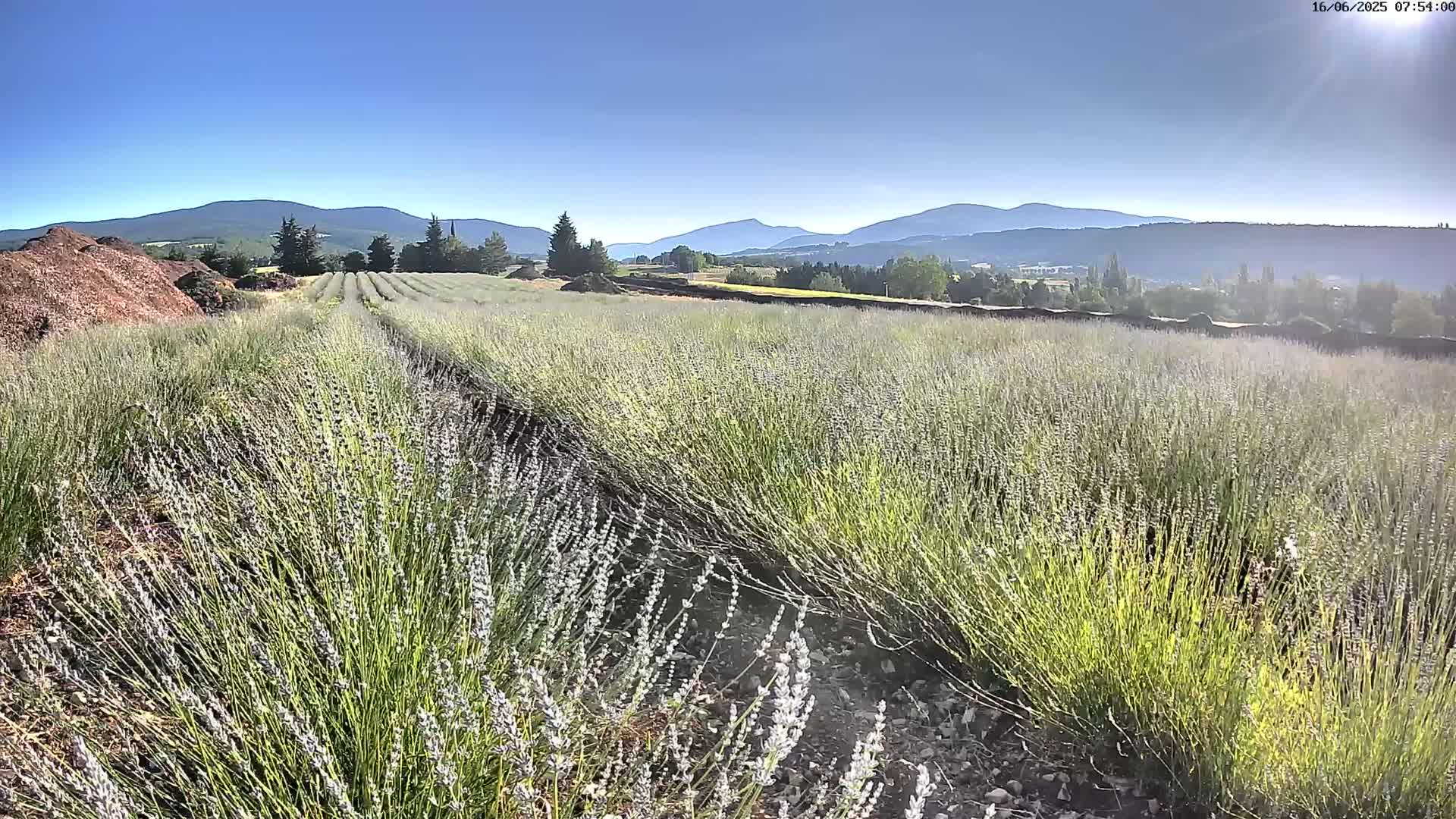 Sault - Pied du Ventoux Plant Field Panaromic Live Cam - Carpentras, Vaucluse, Provence-Alpes-Cote d’Azur, France