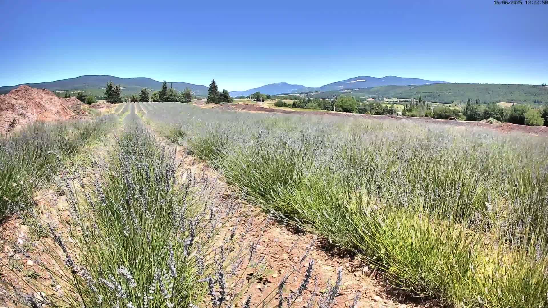Rows of lavender plants grow in a field under a clear blue sky, with mountains visible in the distance.