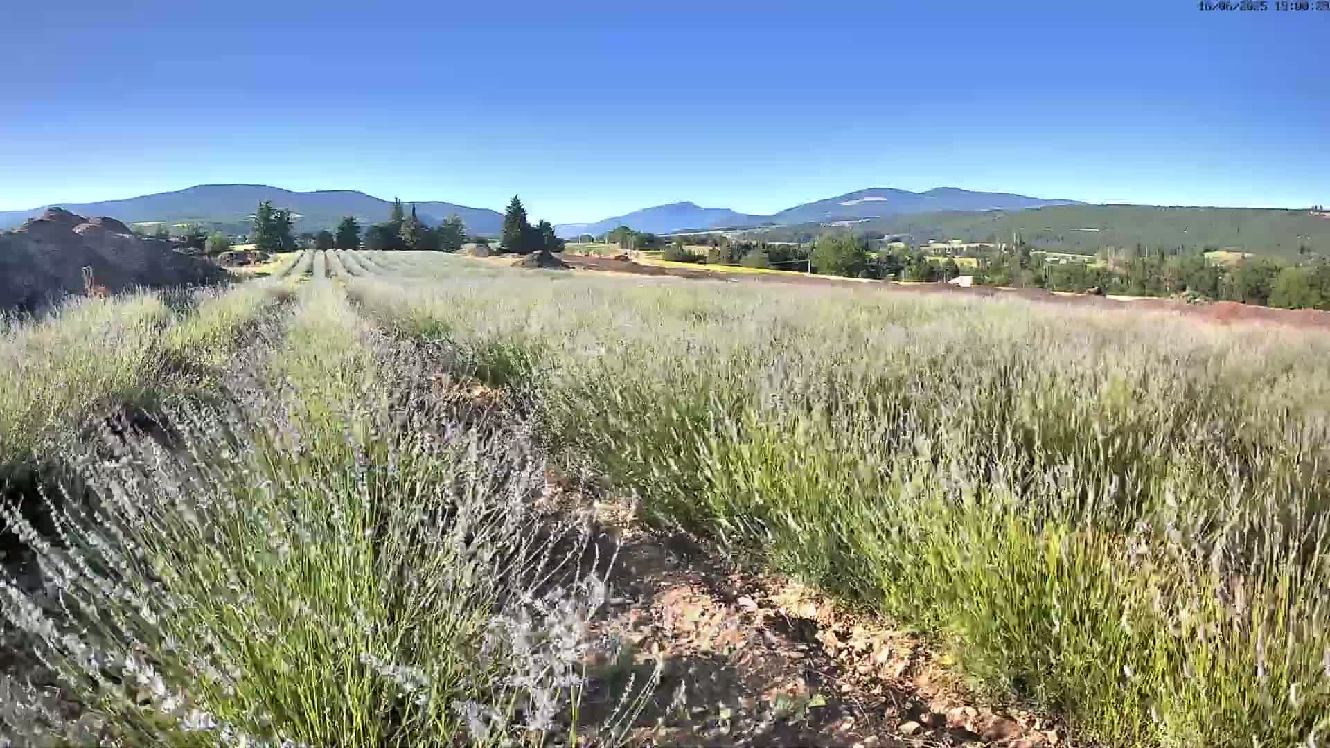 Rows of lavender plants stretch across a field under a clear blue sky, with distant mountains in the background.