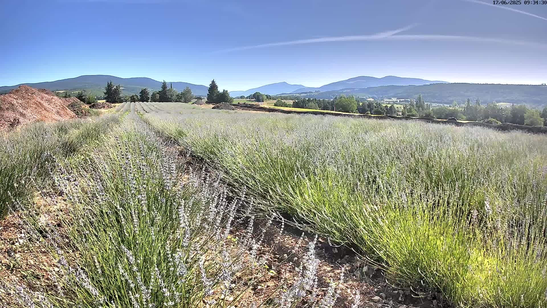Rows of lavender plants stretch across a field under a clear blue sky, with mountains visible in the distance.
