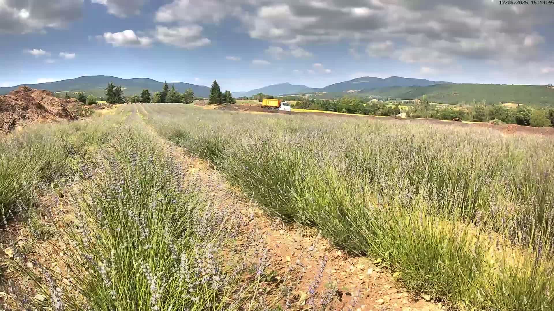 Rows of lavender plants stretch across a field under a partly cloudy sky, with a truck visible in the distance and mountains in the background.