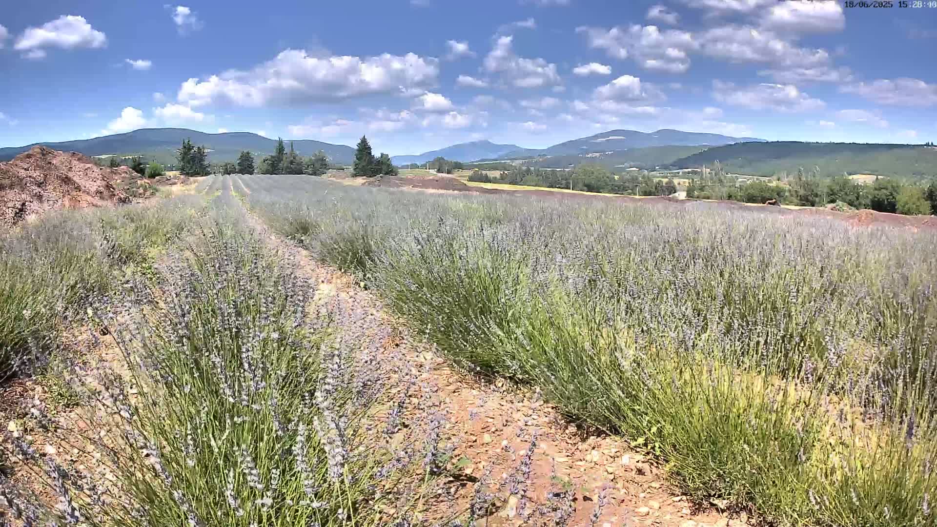 Rows of lavender plants stretch across a field under a partly cloudy sky, with mountains visible in the distance.