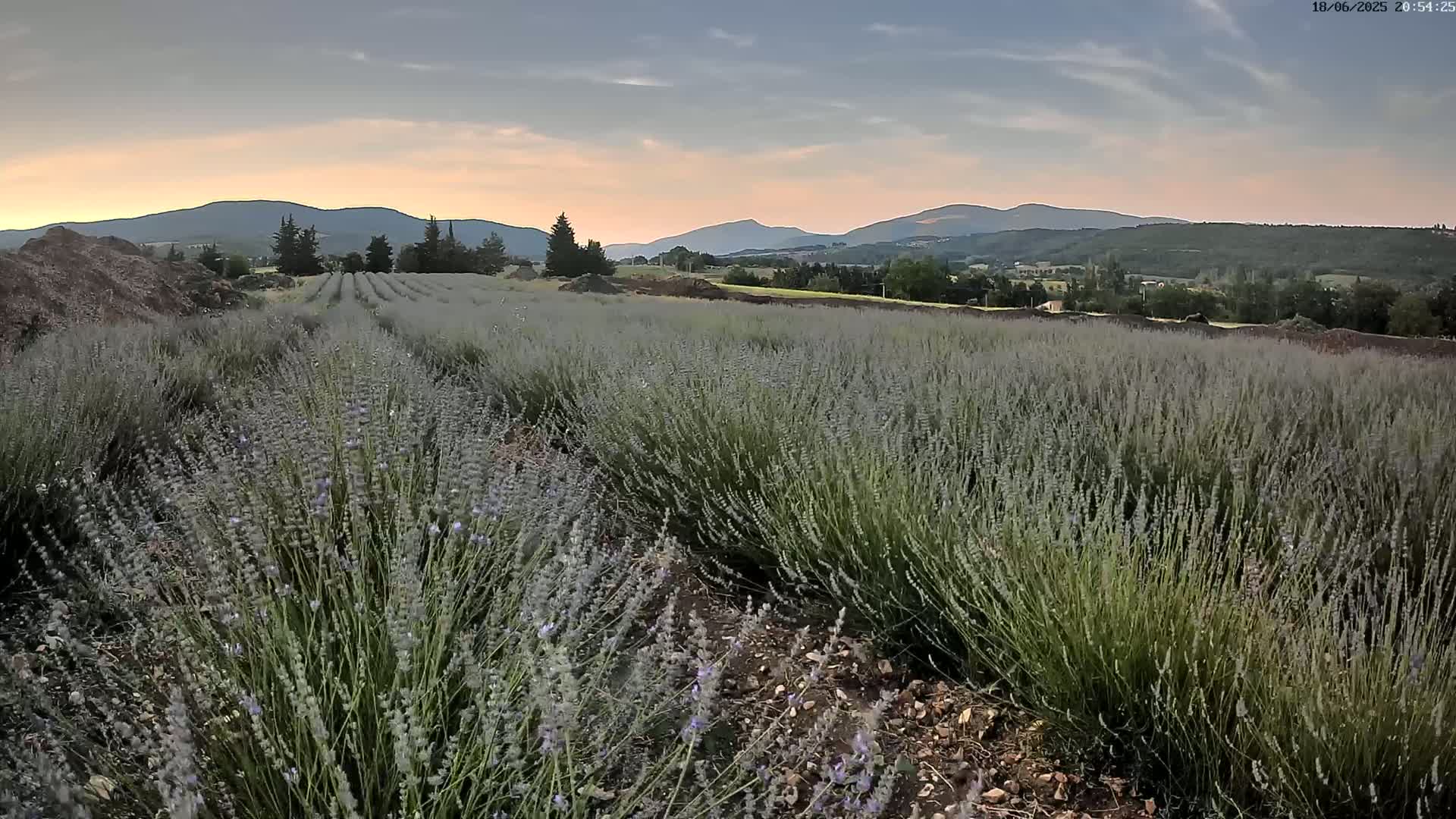 Sault - Pied du Ventoux Plant Field Panaromic Live Cam - Carpentras, Vaucluse, Provence-Alpes-Cote d’Azur, France