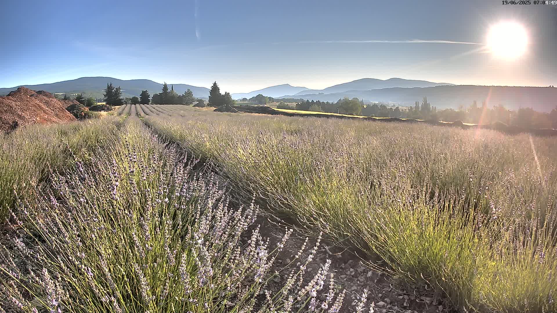 Sault - Pied du Ventoux Plant Field Panaromic Live Cam - Carpentras, Vaucluse, Provence-Alpes-Cote d’Azur, France
