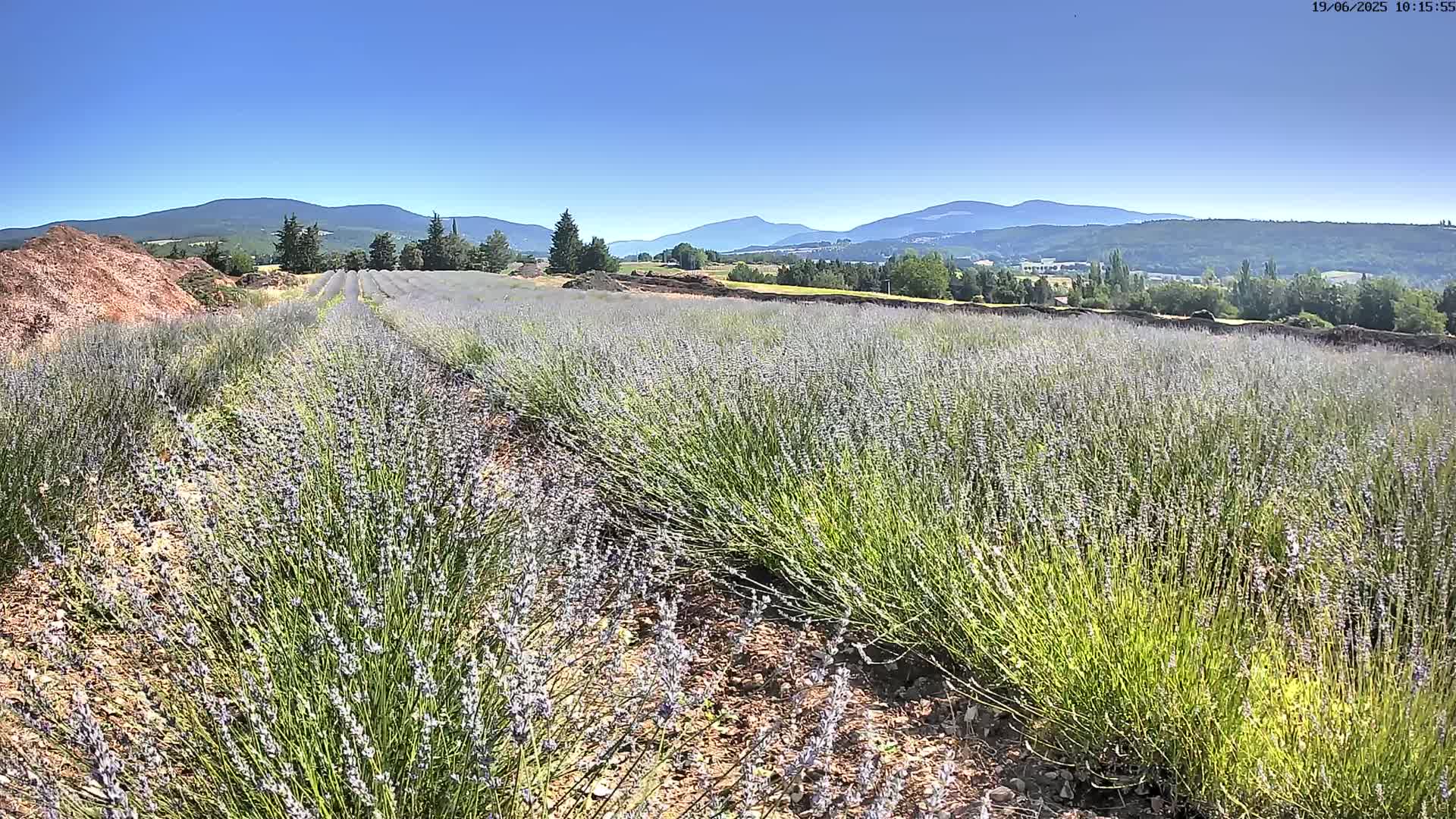 Rows of lavender plants stretch across a field under a clear blue sky, with mountains in the distance.