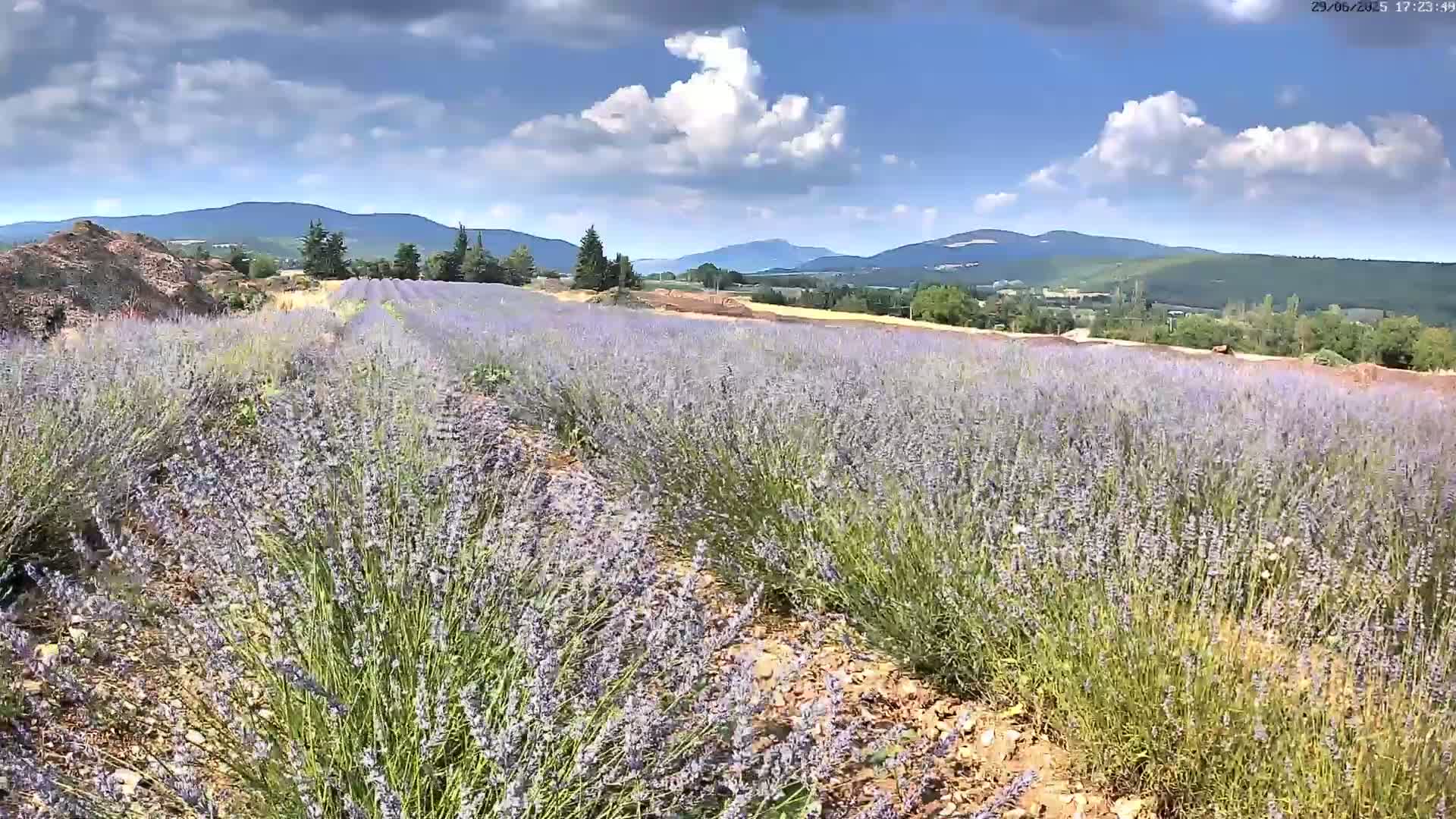 Sault - Pied du Ventoux Plant Field Panaromic Live Cam - Carpentras, Vaucluse, Provence-Alpes-Cote d’Azur, France
