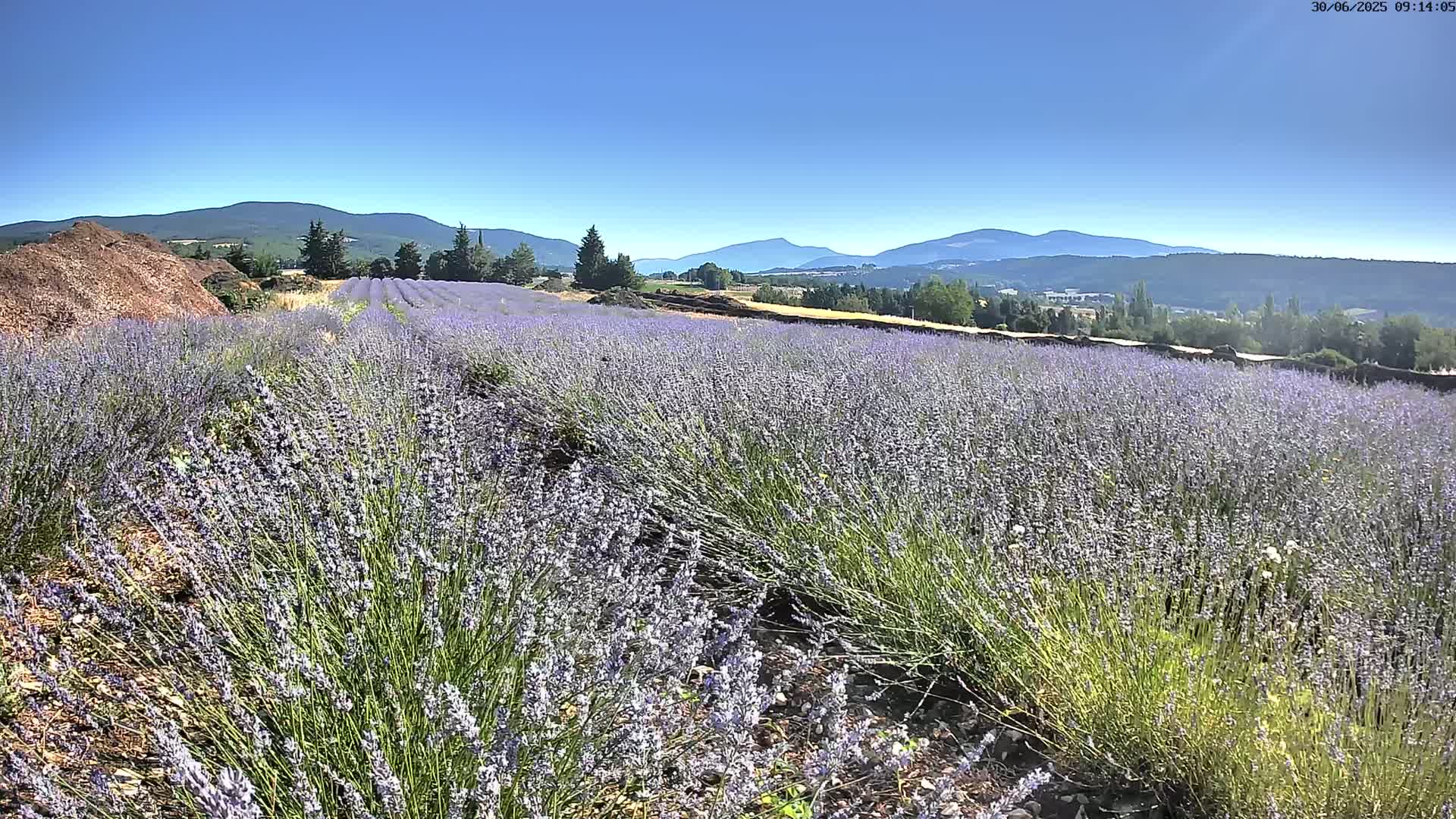 A vast field of lavender blossoms stretches across a landscape under a clear blue sky, with mountains visible in the distance.