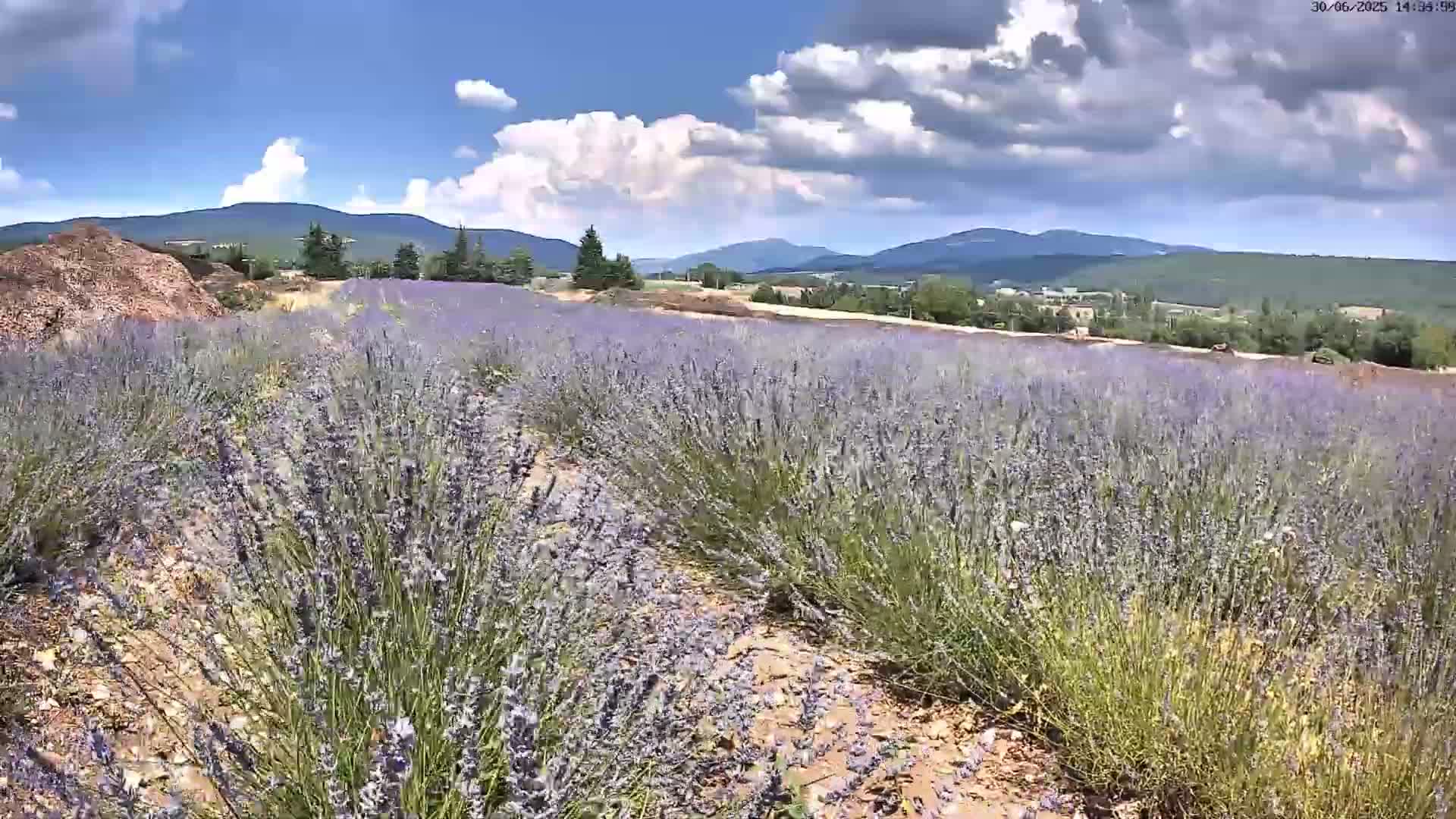 Sault - Pied du Ventoux Plant Field Panaromic Live Cam - Carpentras, Vaucluse, Provence-Alpes-Cote d’Azur, France