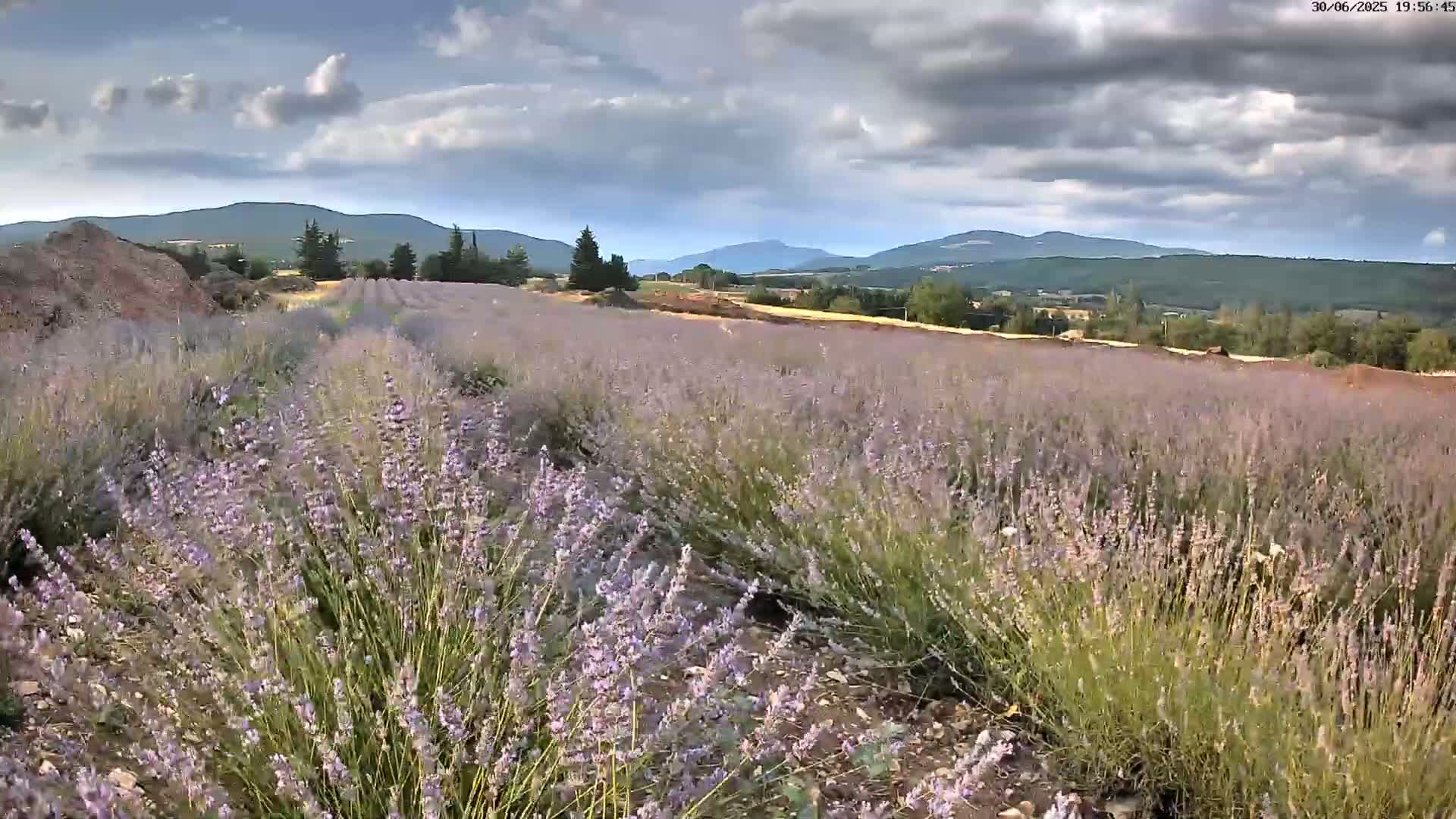 Sault - Pied du Ventoux Plant Field Panaromic Live Cam - Carpentras, Vaucluse, Provence-Alpes-Cote d’Azur, France