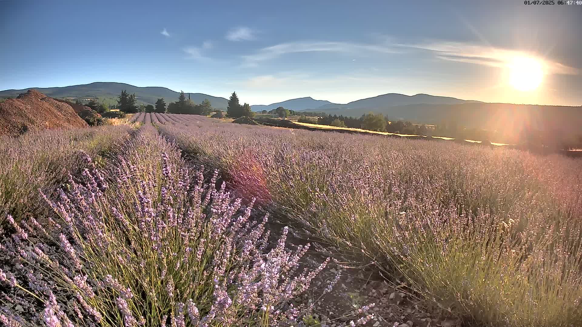 Sault - Pied du Ventoux Plant Field Panaromic Live Cam - Carpentras, Vaucluse, Provence-Alpes-Cote d’Azur, France