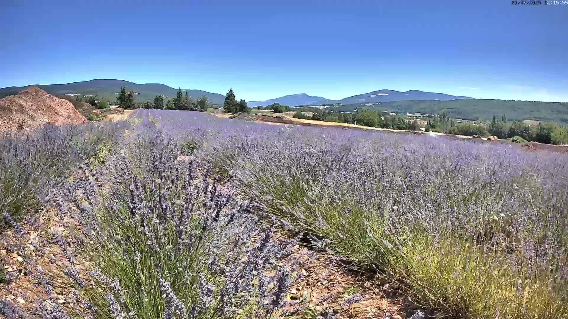 Sault - Pied du Ventoux Plant Field Panaromic Live Cam - Carpentras, Vaucluse, Provence-Alpes-Cote d’Azur, France