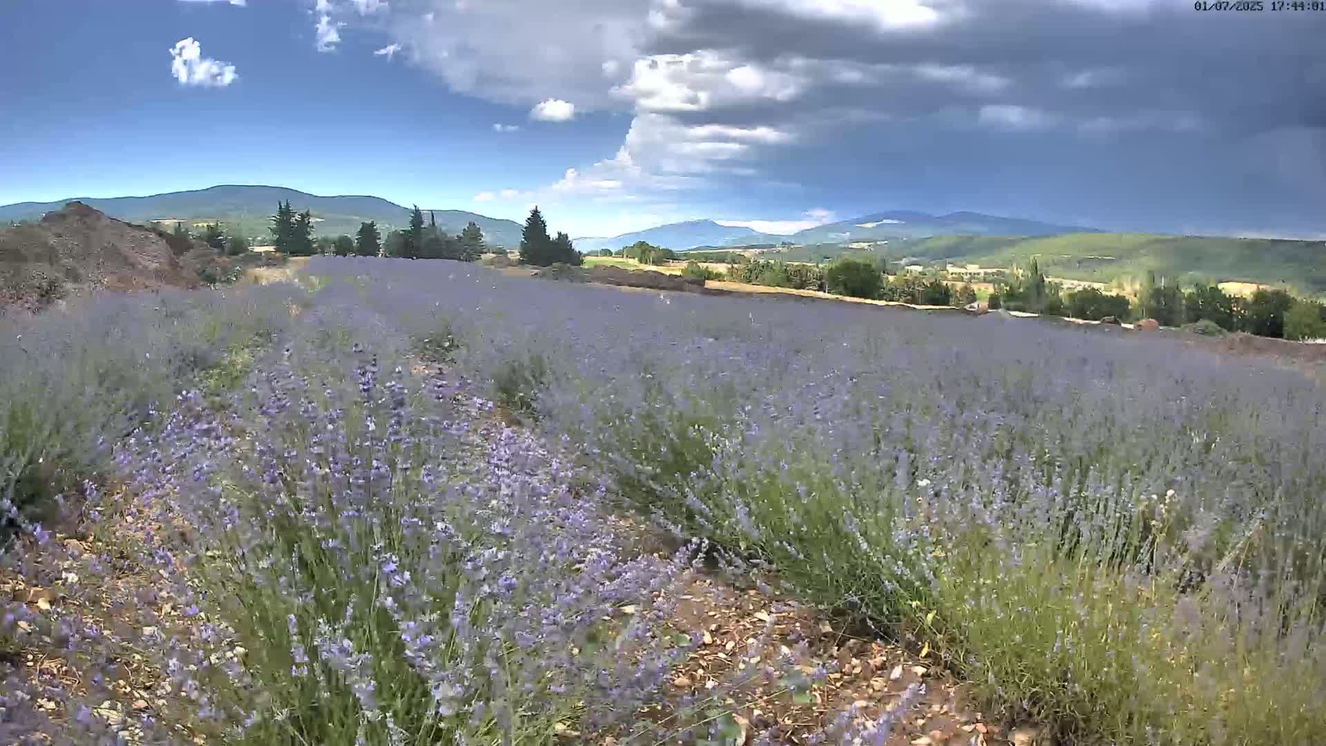 Sault - Pied du Ventoux Plant Field Panaromic Live Cam - Carpentras, Vaucluse, Provence-Alpes-Cote d’Azur, France