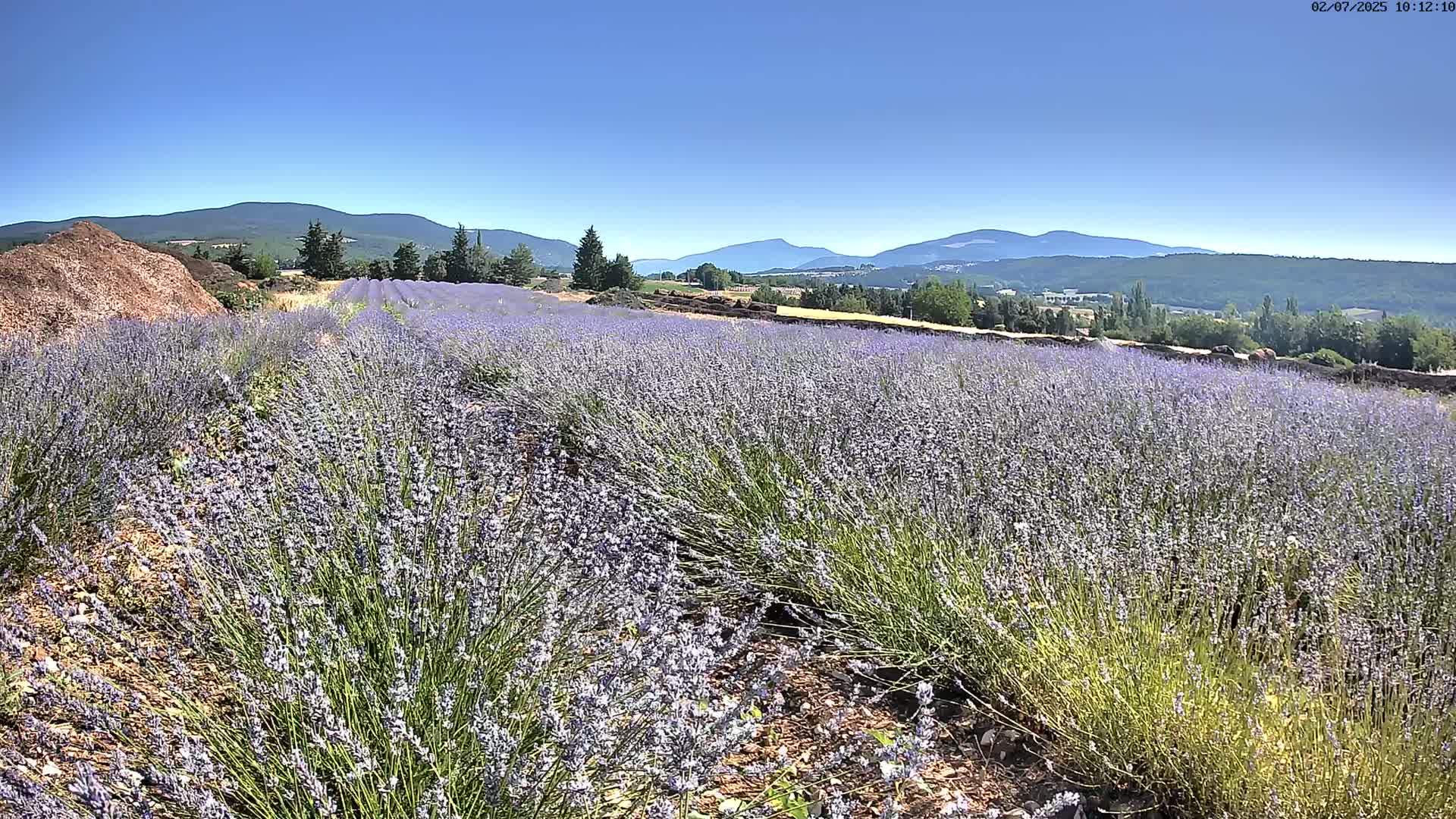 Sault - Pied du Ventoux Plant Field Panaromic Live Cam - Carpentras, Vaucluse, Provence-Alpes-Cote d’Azur, France