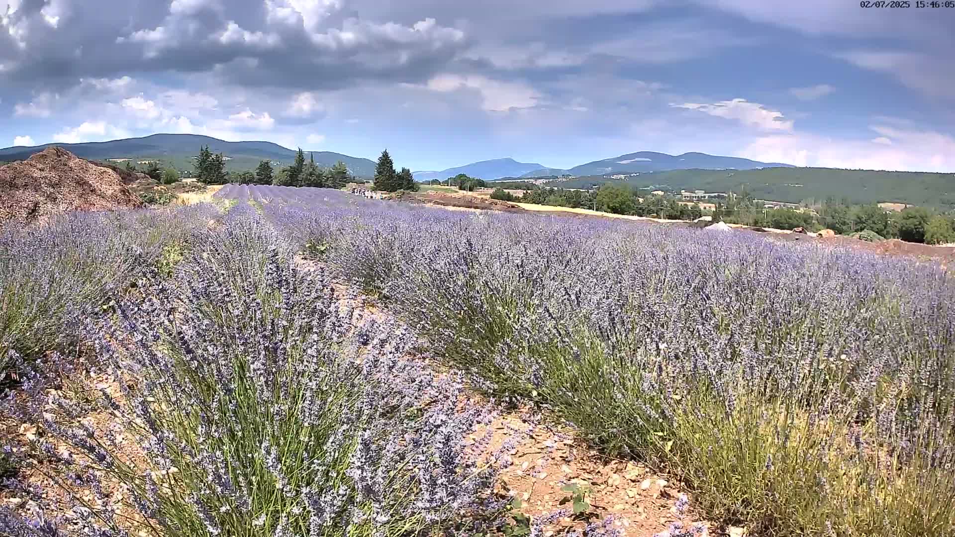 Sault - Pied du Ventoux Plant Field Panaromic Live Cam - Carpentras, Vaucluse, Provence-Alpes-Cote d’Azur, France