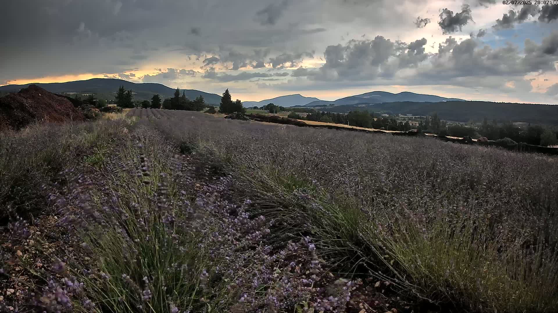 Sault - Pied du Ventoux Plant Field Panaromic Live Cam - Carpentras, Vaucluse, Provence-Alpes-Cote d’Azur, France