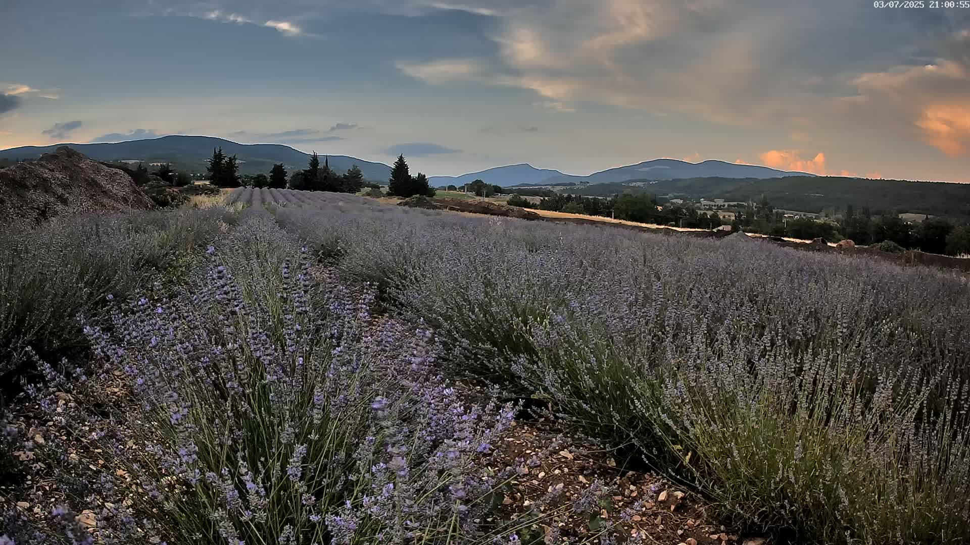 Sault - Pied du Ventoux Plant Field Panaromic Live Cam - Carpentras, Vaucluse, Provence-Alpes-Cote d’Azur, France