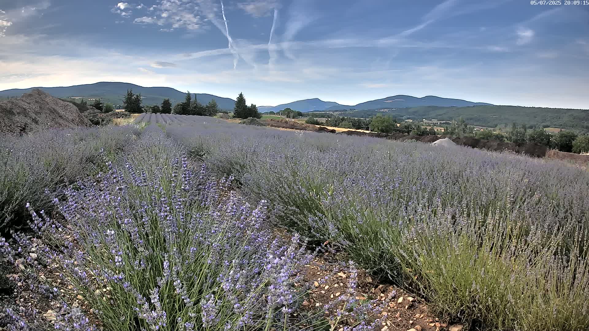 Sault - Pied du Ventoux Plant Field Panaromic Live Cam - Carpentras, Vaucluse, Provence-Alpes-Cote d’Azur, France