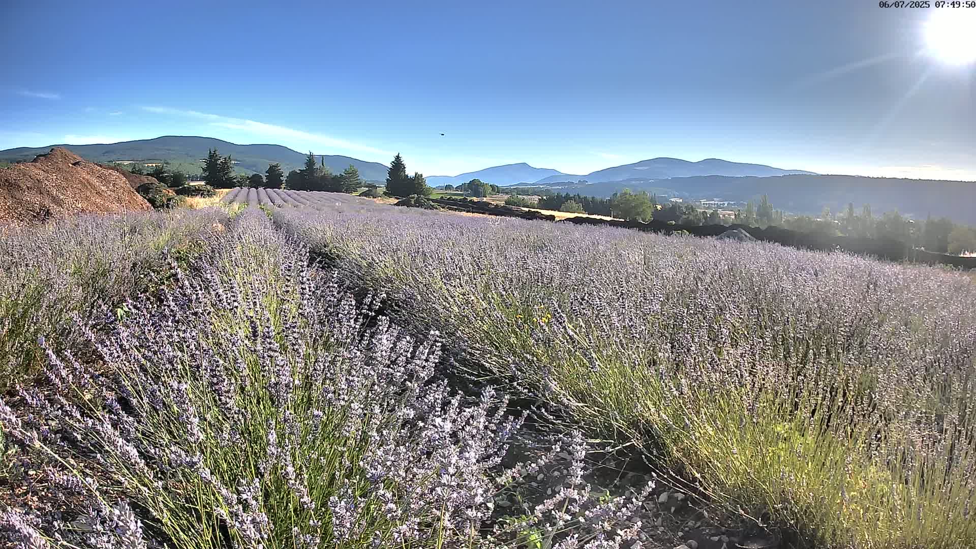 Sault - Pied du Ventoux Plant Field Panaromic Live Cam - Carpentras, Vaucluse, Provence-Alpes-Cote d’Azur, France