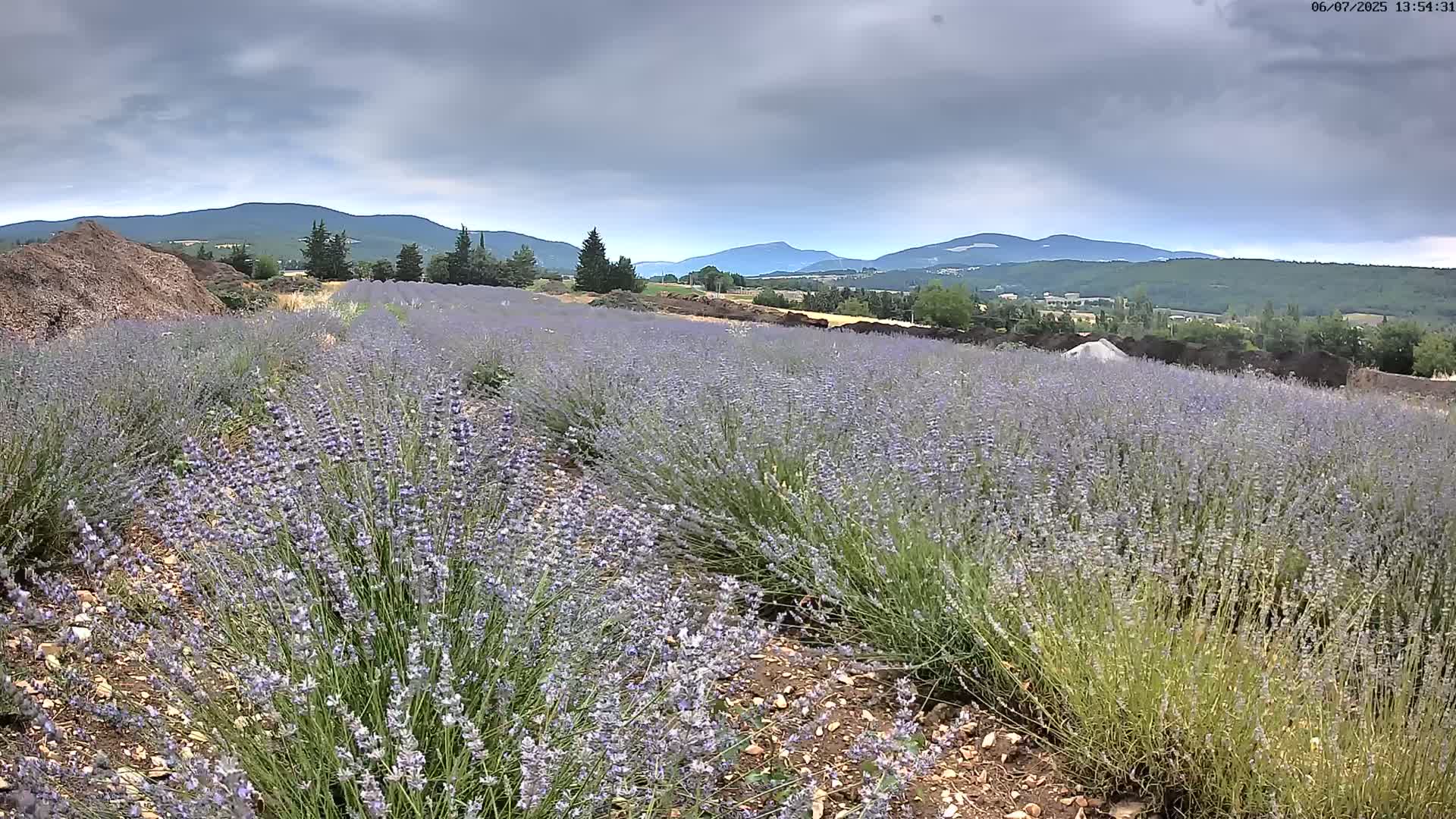 Sault - Pied du Ventoux Plant Field Panaromic Live Cam - Carpentras, Vaucluse, Provence-Alpes-Cote d’Azur, France