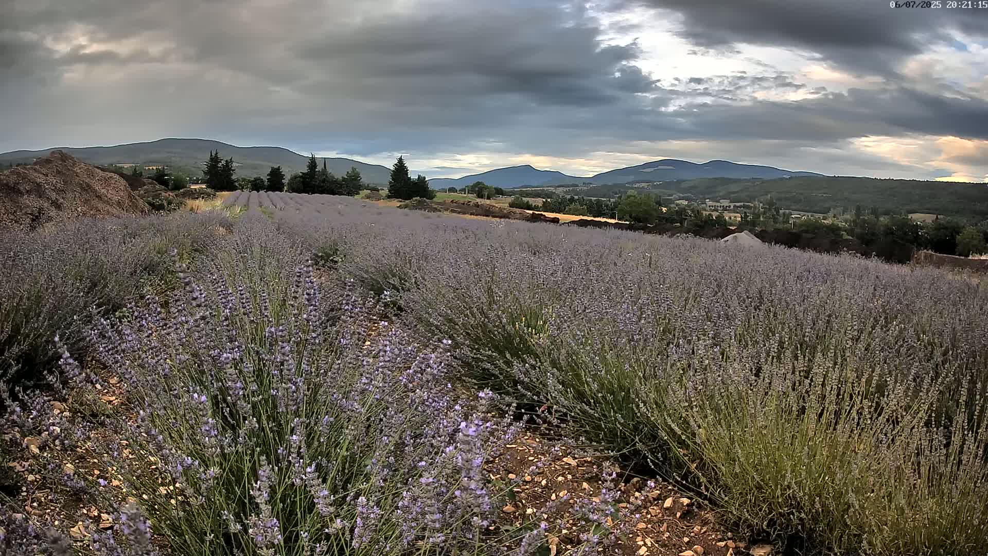 Sault - Pied du Ventoux Plant Field Panaromic Live Cam - Carpentras, Vaucluse, Provence-Alpes-Cote d’Azur, France