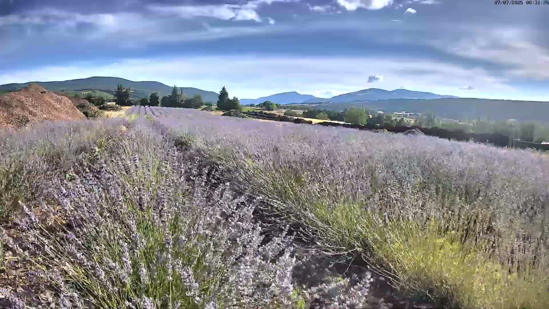 Sault - Pied du Ventoux Plant Field Panaromic Live Cam - Carpentras, Vaucluse, Provence-Alpes-Cote d’Azur, France