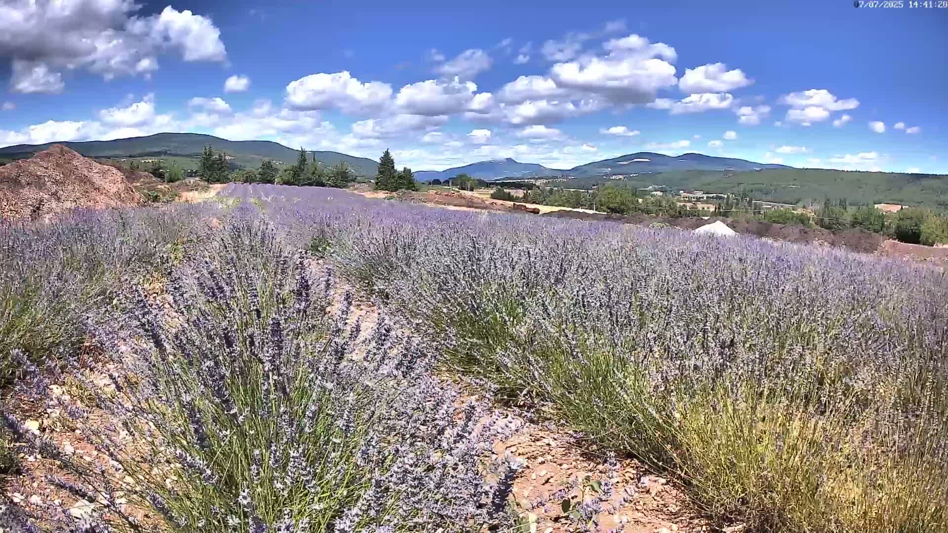Sault - Pied du Ventoux Plant Field Panaromic Live Cam - Carpentras, Vaucluse, Provence-Alpes-Cote d’Azur, France