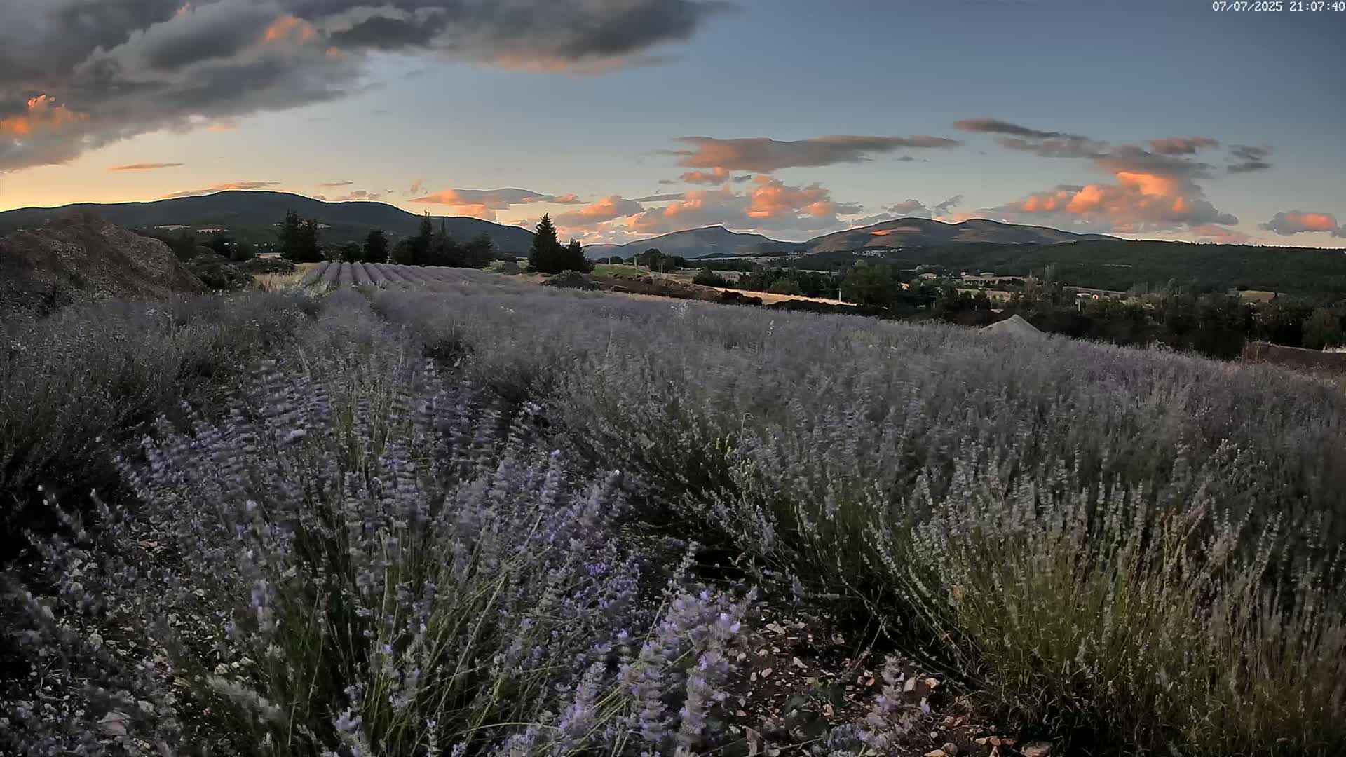 Sault - Pied du Ventoux Plant Field Panaromic Live Cam - Carpentras, Vaucluse, Provence-Alpes-Cote d’Azur, France