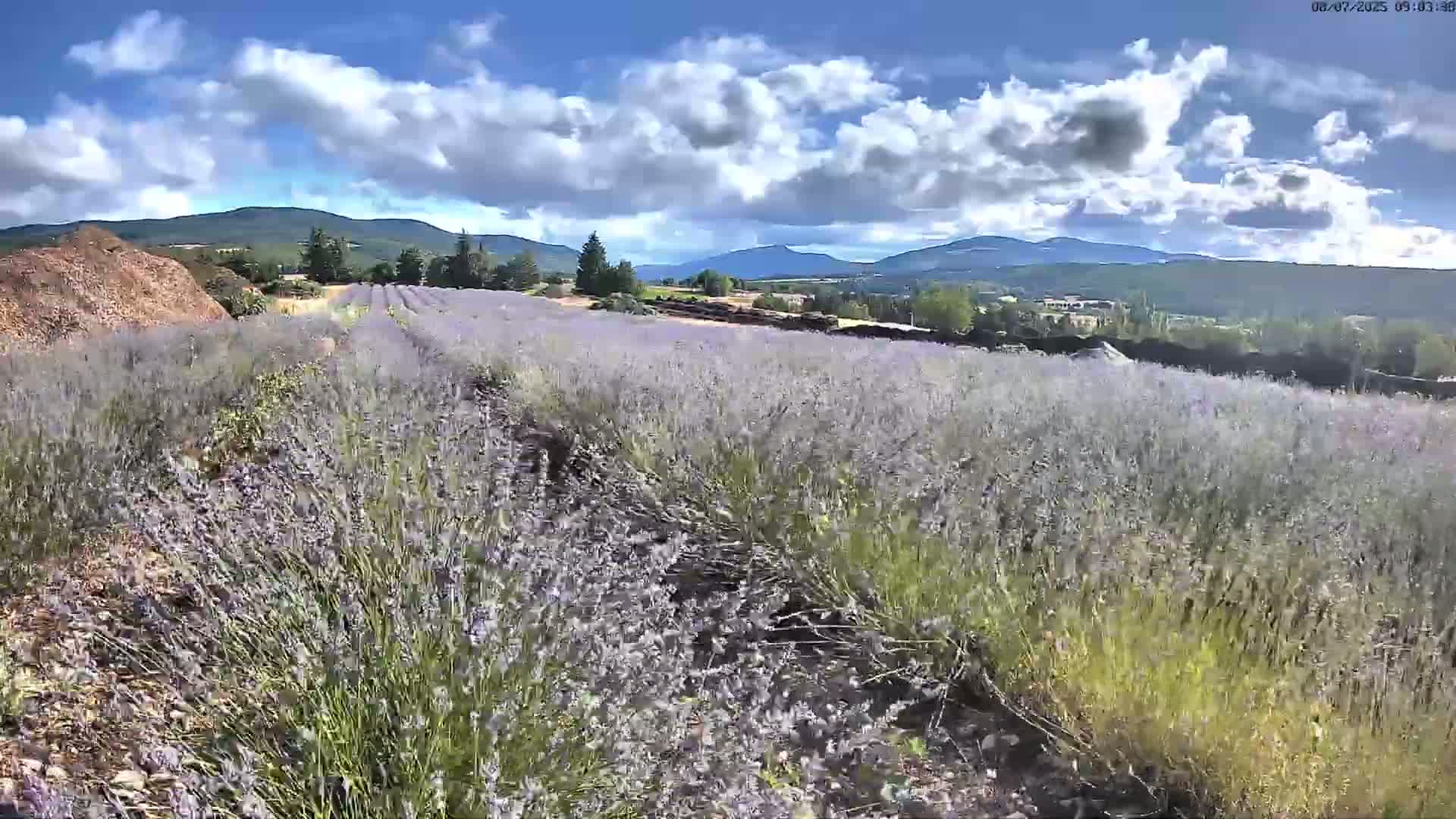 A vast field of lavender blooms under a partly cloudy sky, with mountains visible in the distance.