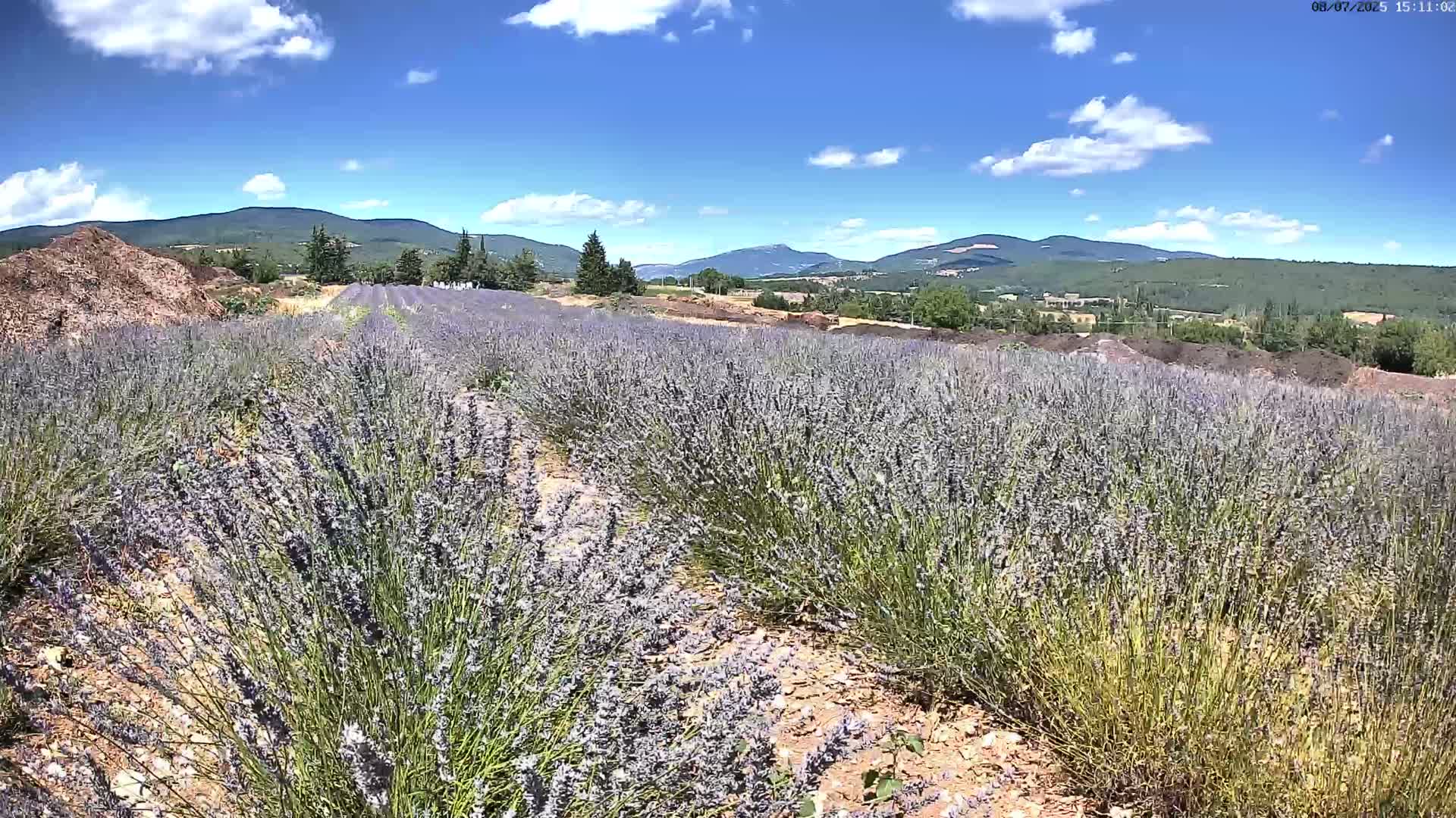 Sault - Pied du Ventoux Plant Field Panaromic Live Cam - Carpentras, Vaucluse, Provence-Alpes-Cote d’Azur, France