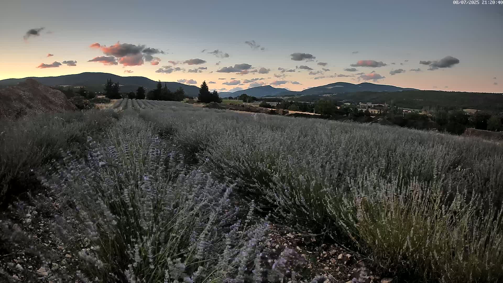 Sault - Pied du Ventoux Plant Field Panaromic Live Cam - Carpentras, Vaucluse, Provence-Alpes-Cote d’Azur, France