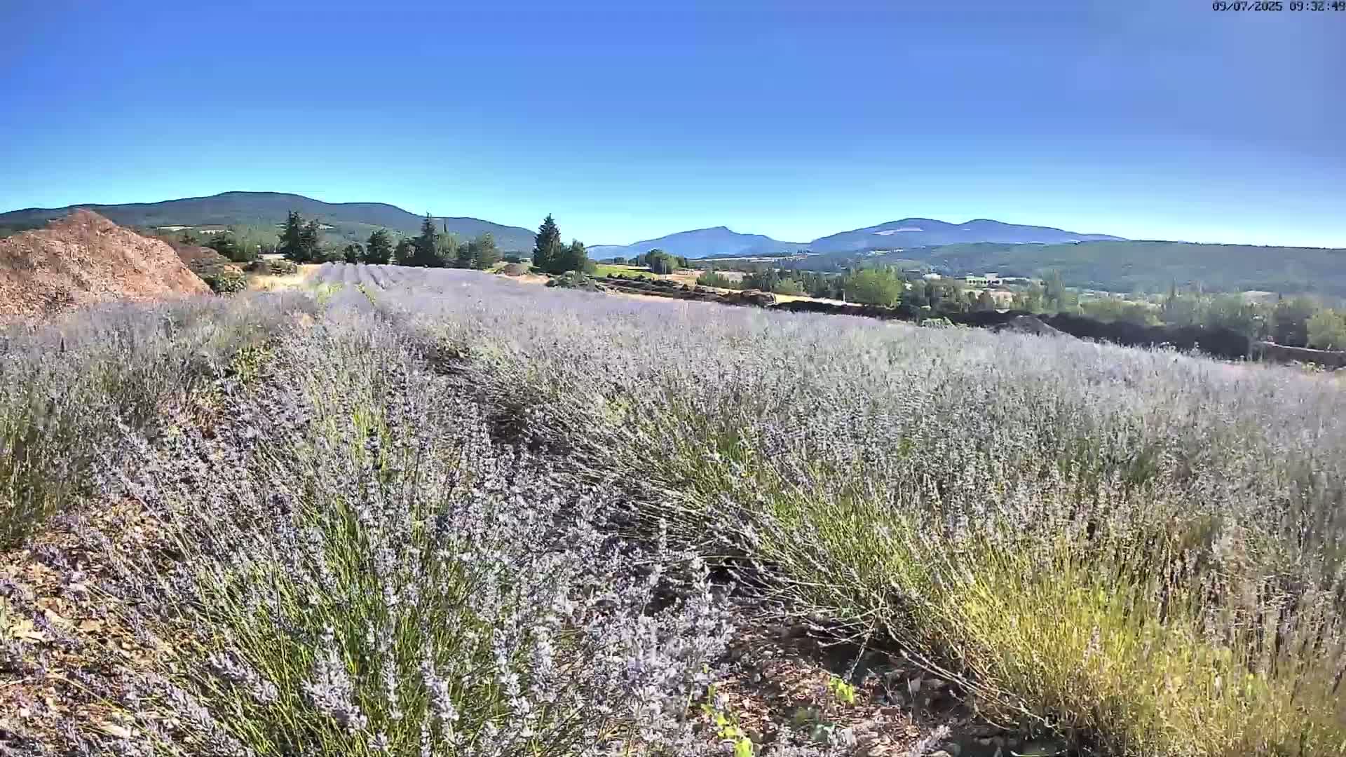A vast field of lavender stretches towards distant mountains under a clear blue sky.