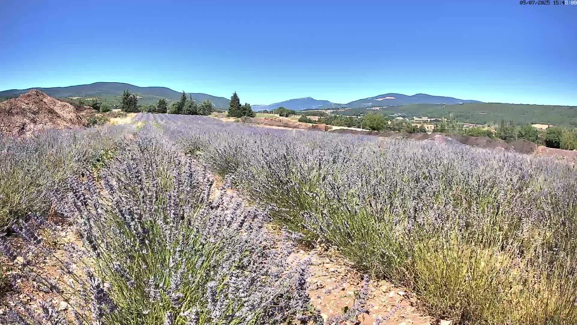 Sault - Pied du Ventoux Plant Field Panaromic Live Cam - Carpentras, Vaucluse, Provence-Alpes-Cote d’Azur, France