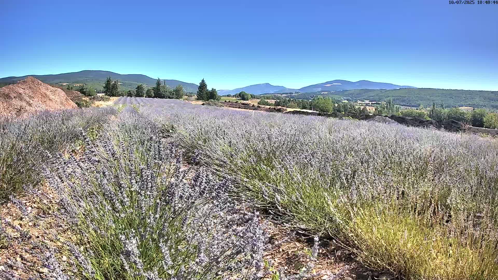 Sault - Pied du Ventoux Plant Field Panaromic Live Cam - Carpentras, Vaucluse, Provence-Alpes-Cote d’Azur, France