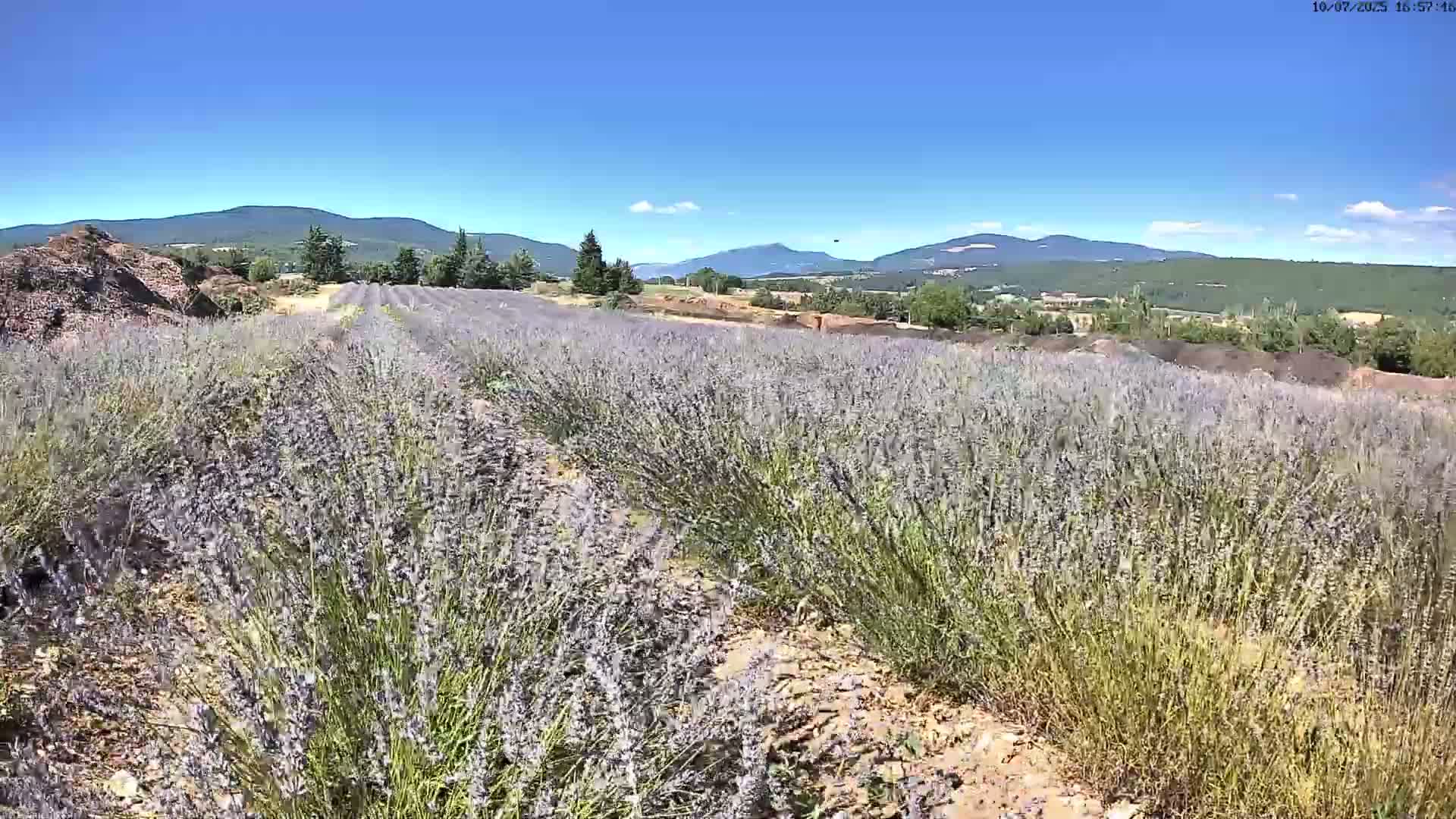 Sault - Pied du Ventoux Plant Field Panaromic Live Cam - Carpentras, Vaucluse, Provence-Alpes-Cote d’Azur, France