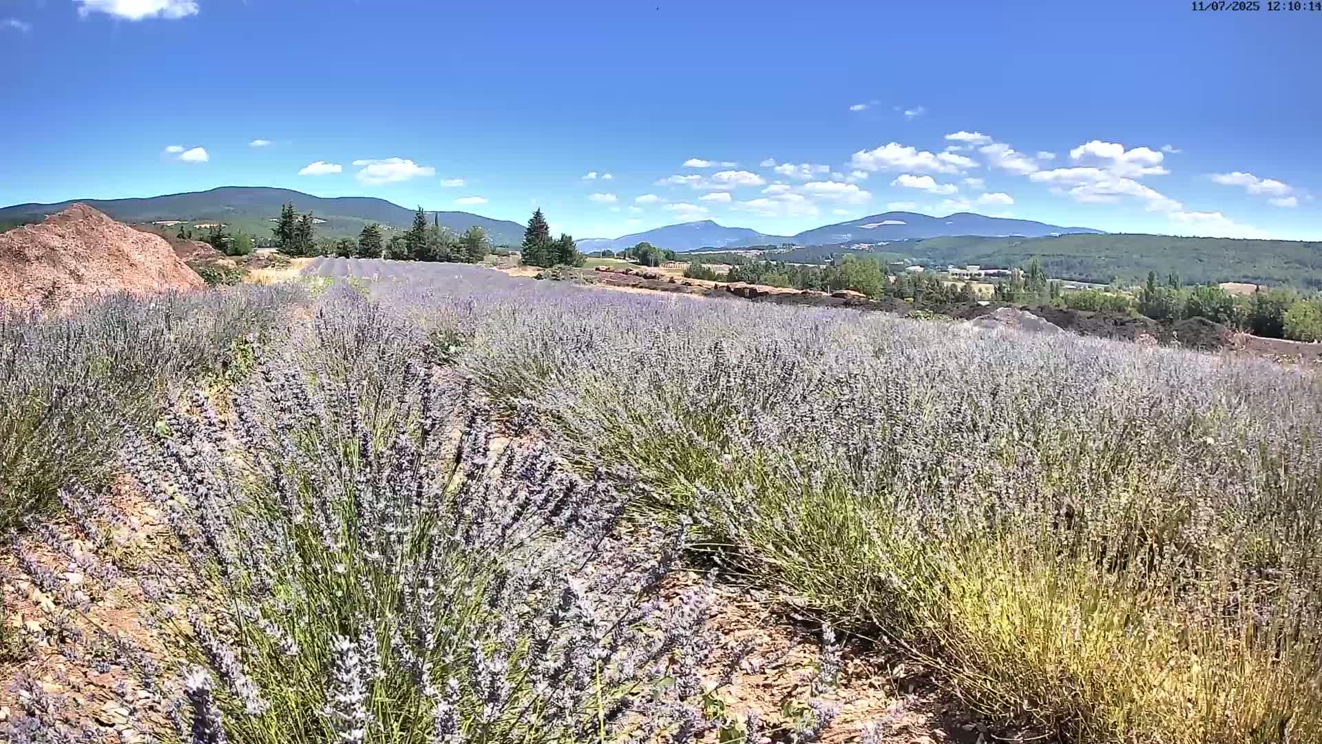 Sault - Pied du Ventoux Plant Field Panaromic Live Cam - Carpentras, Vaucluse, Provence-Alpes-Cote d’Azur, France