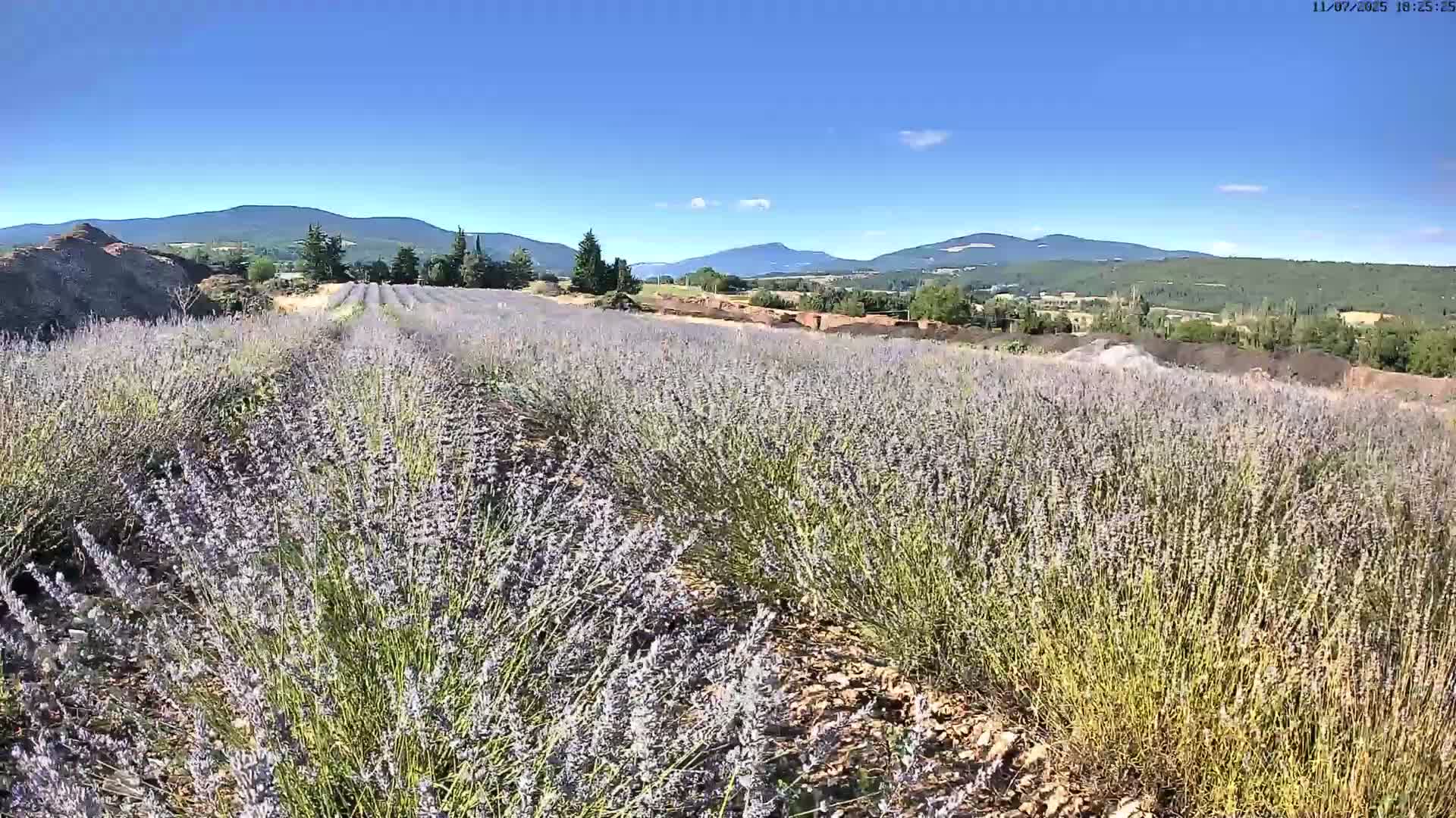 Sault - Pied du Ventoux Plant Field Panaromic Live Cam - Carpentras, Vaucluse, Provence-Alpes-Cote d’Azur, France