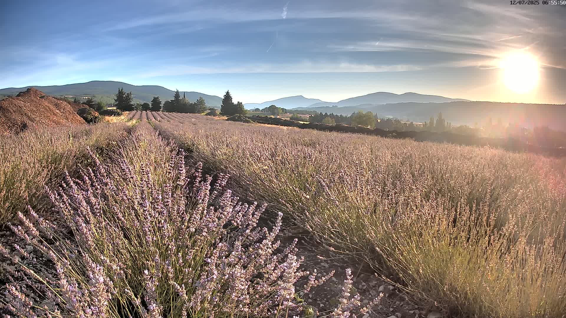 A vast field of lavender stretches towards distant mountains under a clear blue sky.