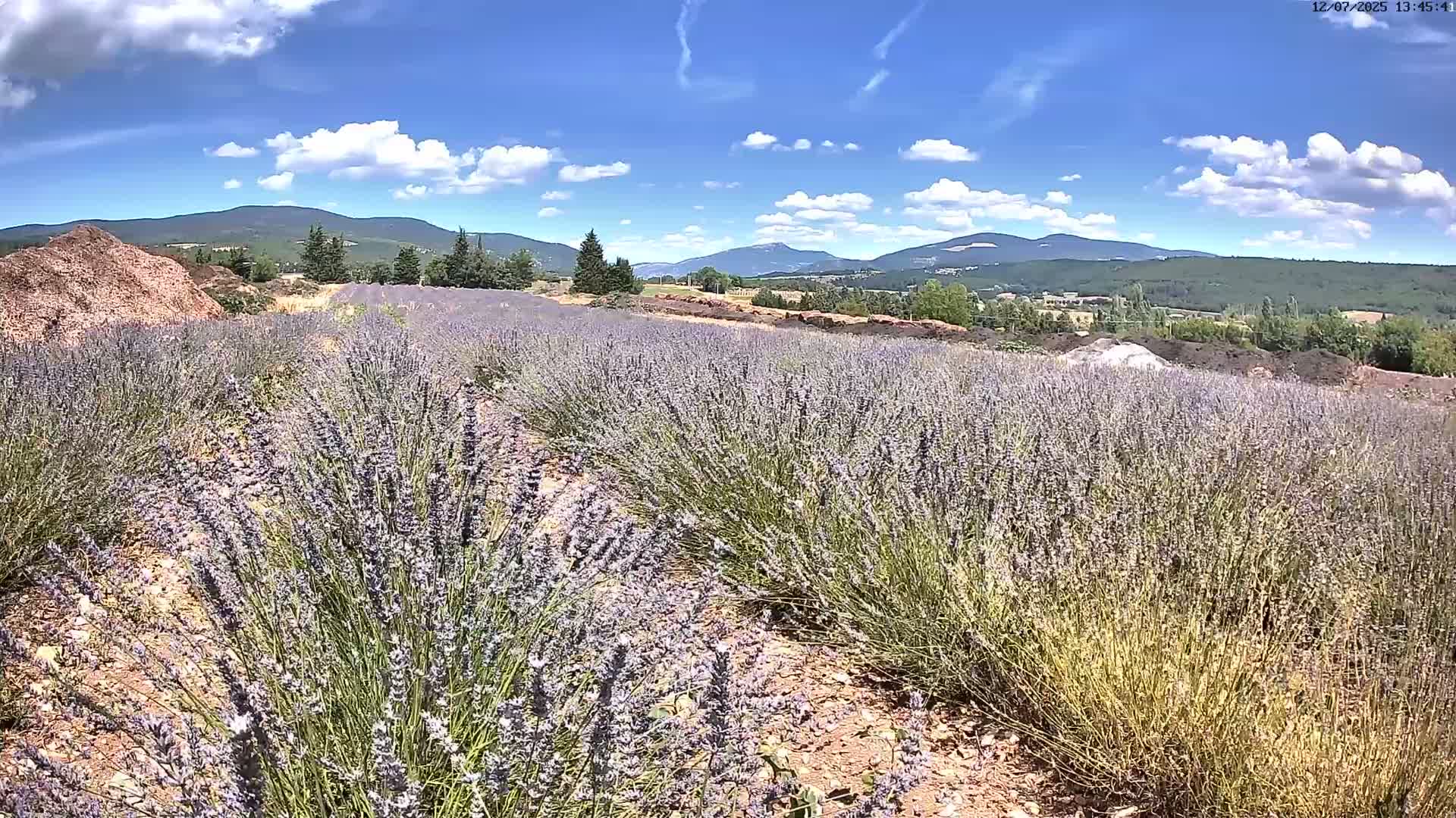 Sault - Pied du Ventoux Plant Field Panaromic Live Cam - Carpentras, Vaucluse, Provence-Alpes-Cote d’Azur, France
