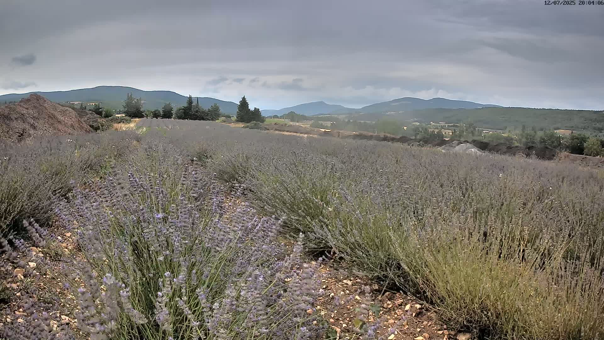 Sault - Pied du Ventoux Plant Field Panaromic Live Cam - Carpentras, Vaucluse, Provence-Alpes-Cote d’Azur, France