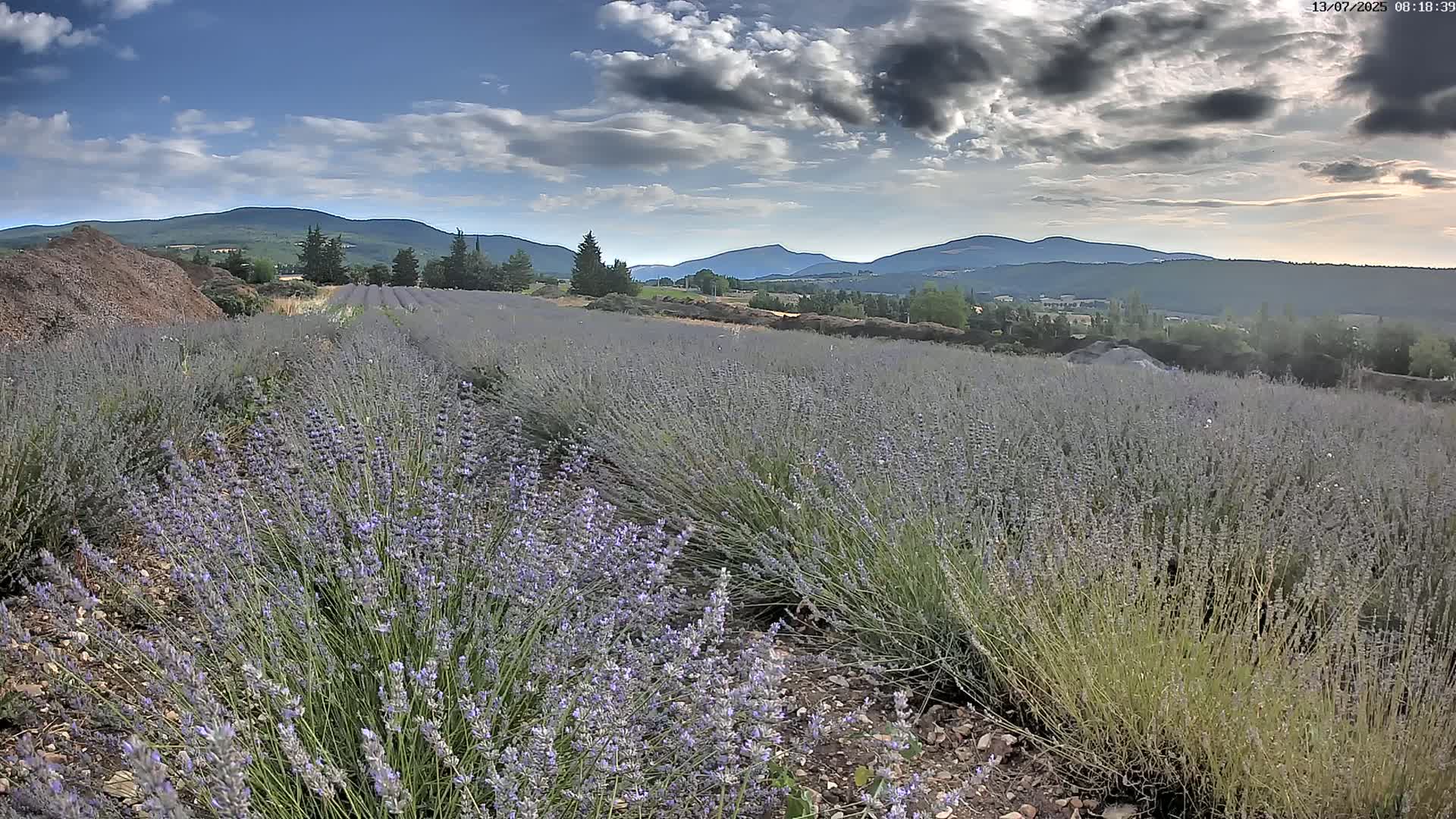 Sault - Pied du Ventoux Plant Field Panaromic Live Cam - Carpentras, Vaucluse, Provence-Alpes-Cote d’Azur, France