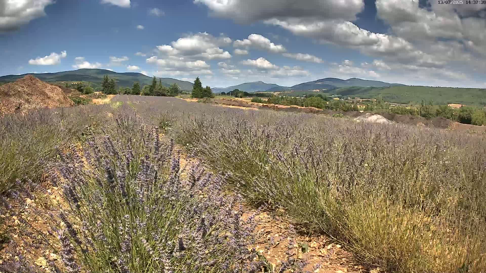 Sault - Pied du Ventoux Plant Field Panaromic Live Cam - Carpentras, Vaucluse, Provence-Alpes-Cote d’Azur, France