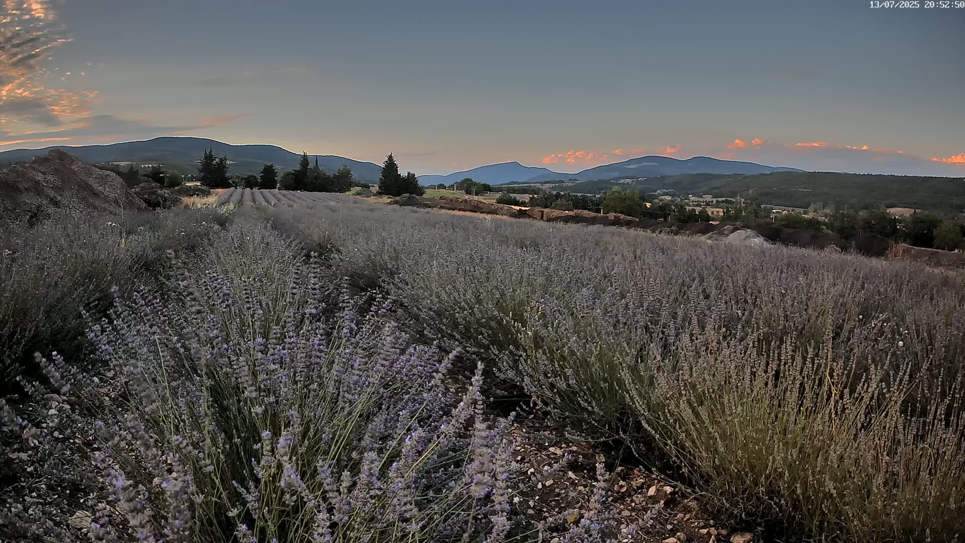 Sault - Pied du Ventoux Plant Field Panaromic Live Cam - Carpentras, Vaucluse, Provence-Alpes-Cote d’Azur, France