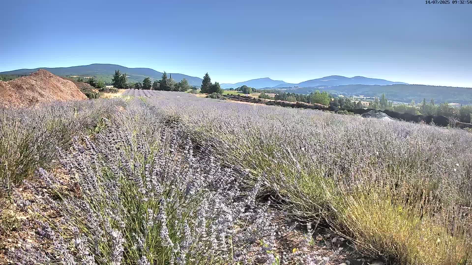 Sault - Pied du Ventoux Plant Field Panaromic Live Cam - Carpentras, Vaucluse, Provence-Alpes-Cote d’Azur, France