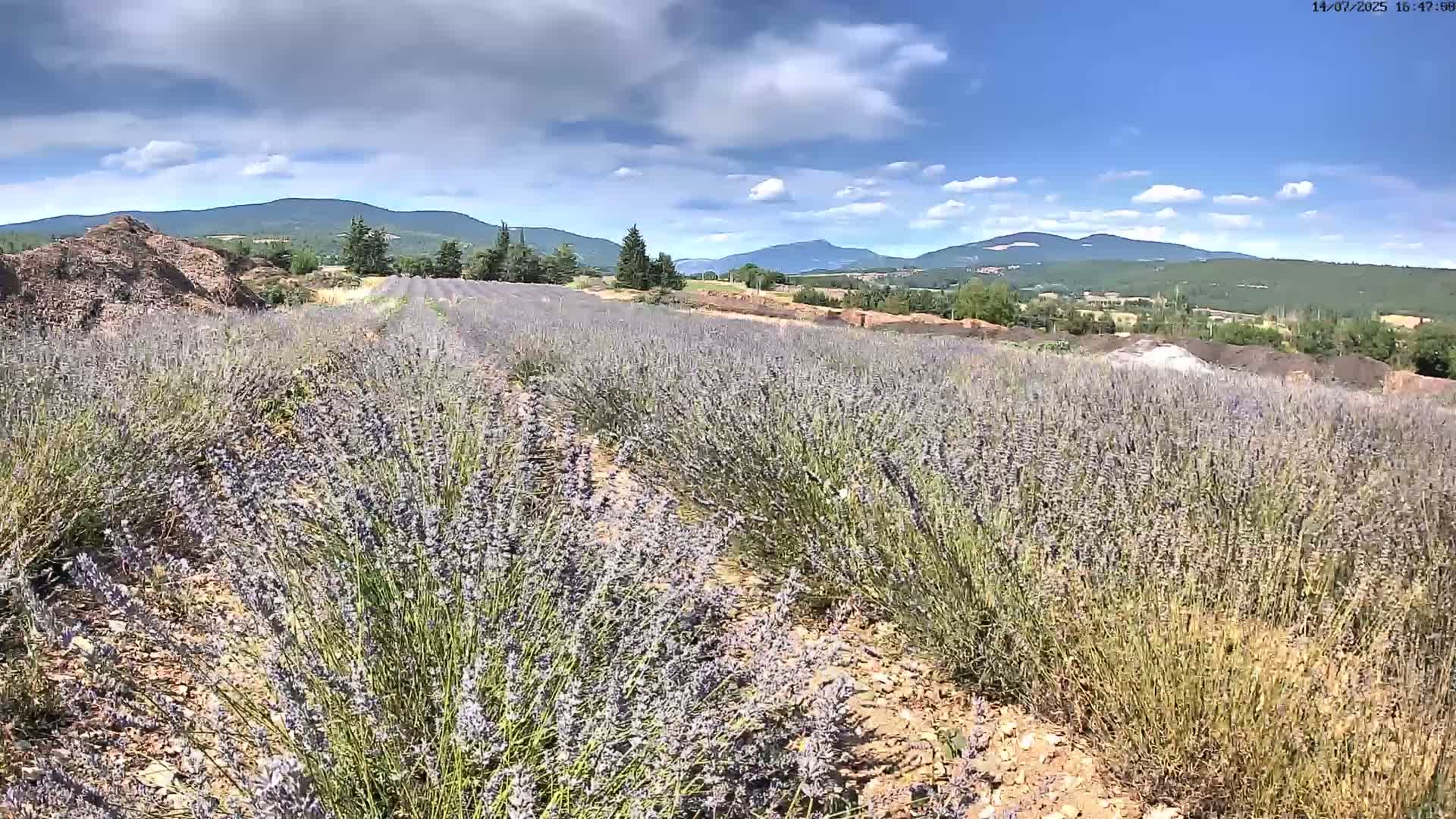 Sault - Pied du Ventoux Plant Field Panaromic Live Cam - Carpentras, Vaucluse, Provence-Alpes-Cote d’Azur, France